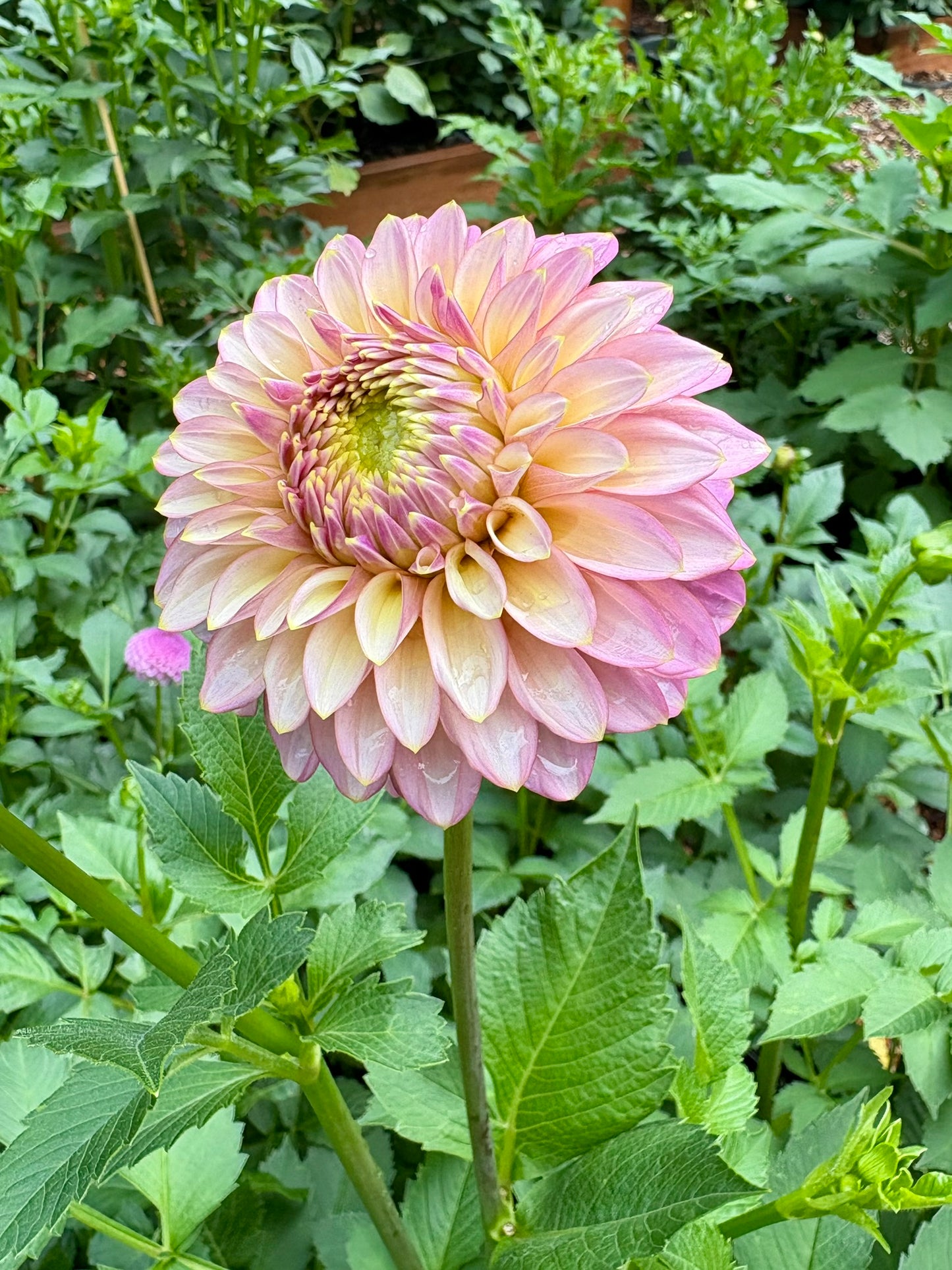 Skipley Spot of Gold