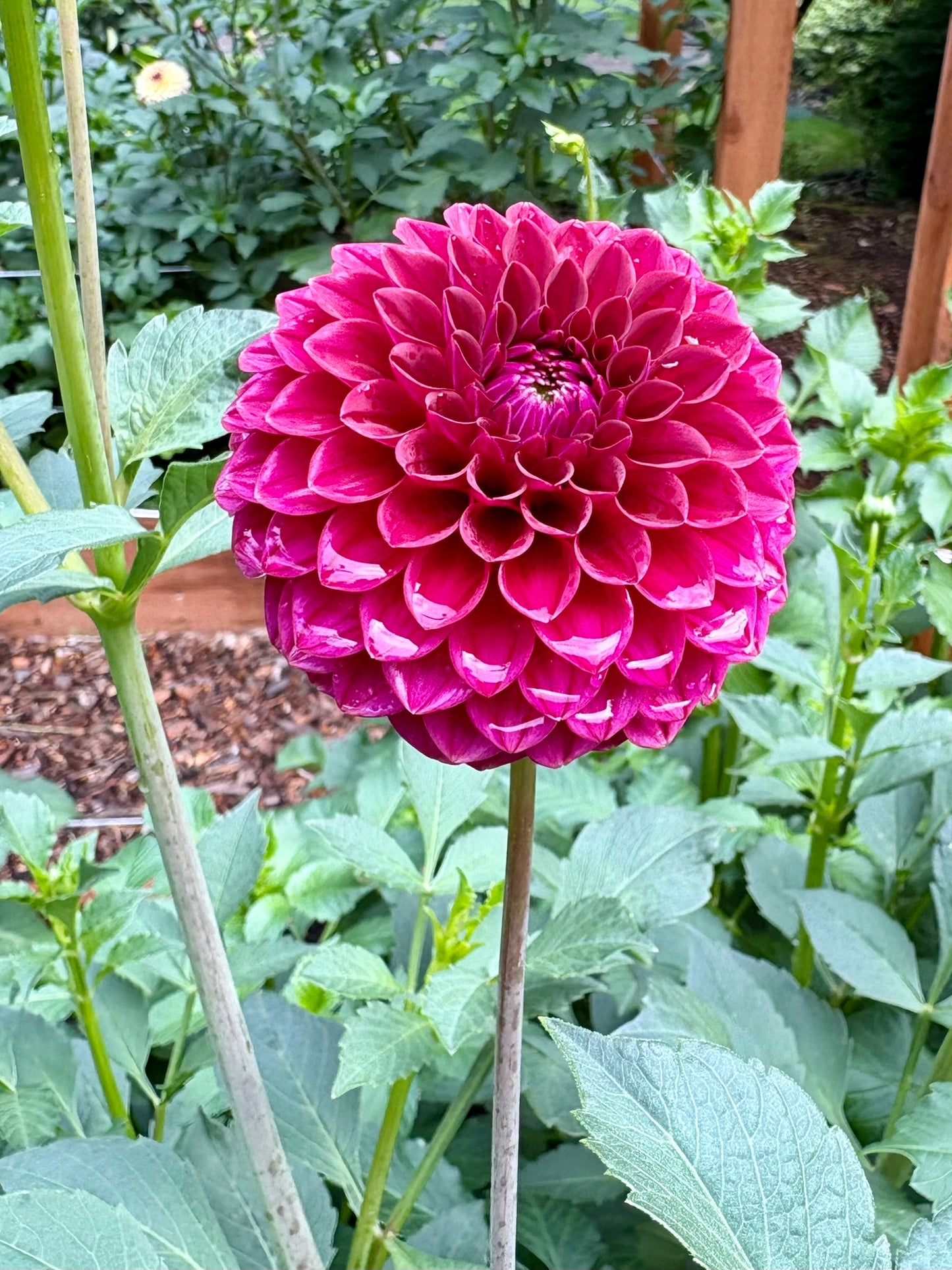 Kennedy Hill Luigi Rooted Cutting - LOCAL PICK UP ONLY