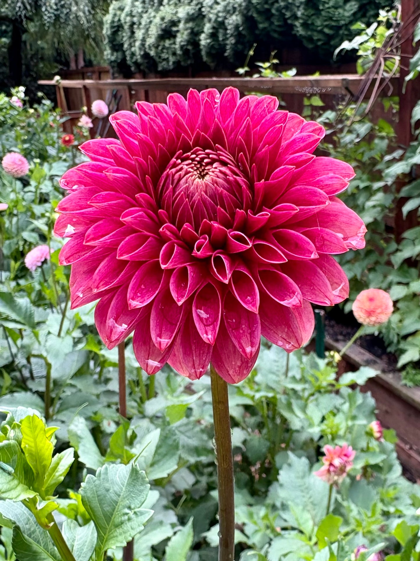 KA's® Rosie Jo Rooted Cutting - LOCAL PICK UP ONLY