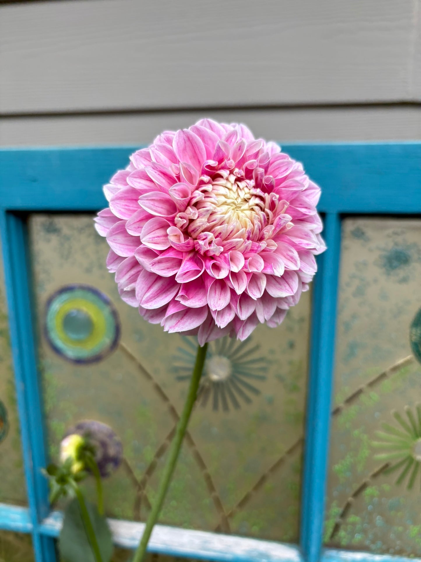 Marshmallow Baby Rooted Cutting - LOCAL PICK UP ONLY