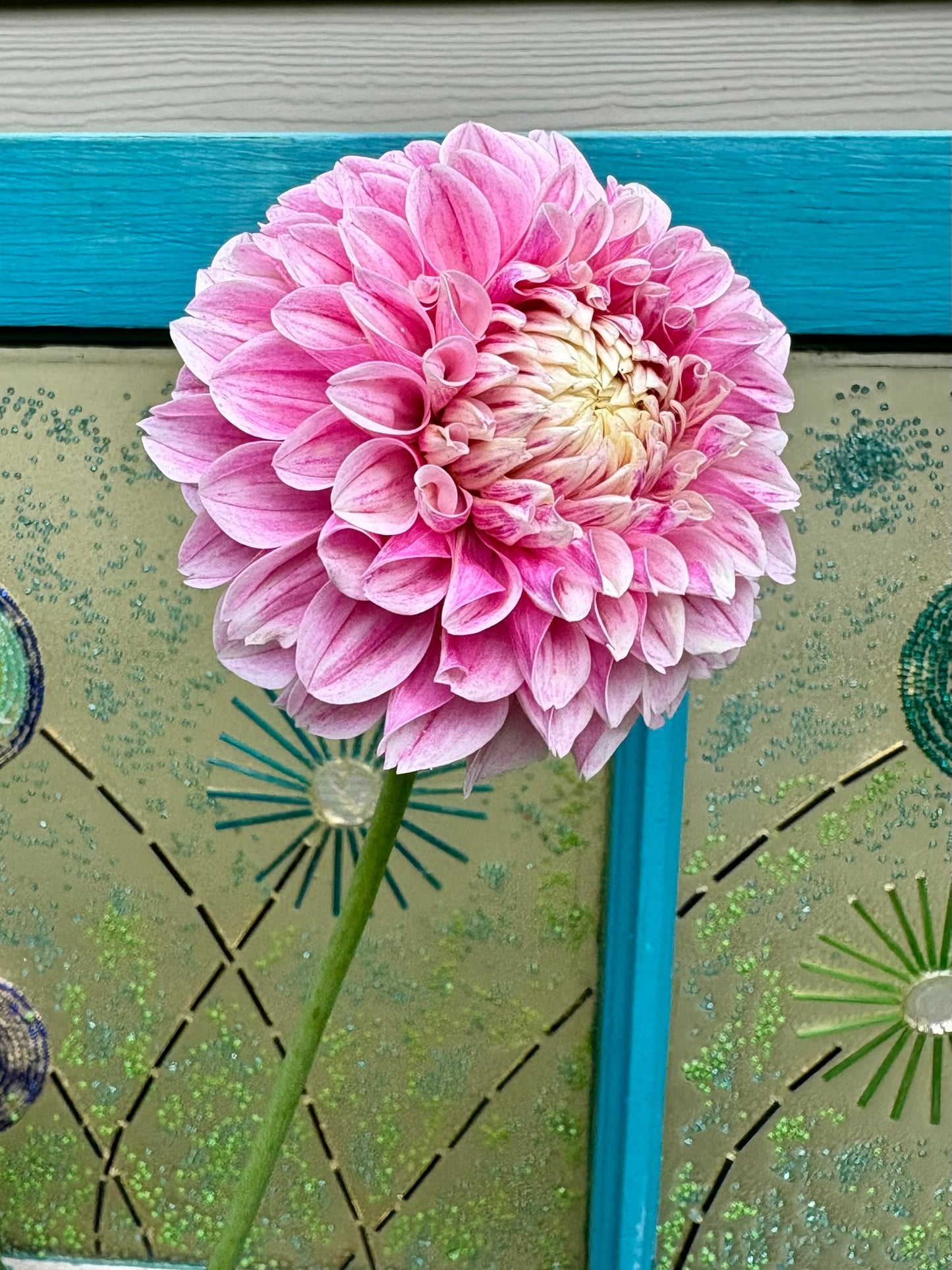 Marshmallow Baby Rooted Cutting - LOCAL PICK UP ONLY