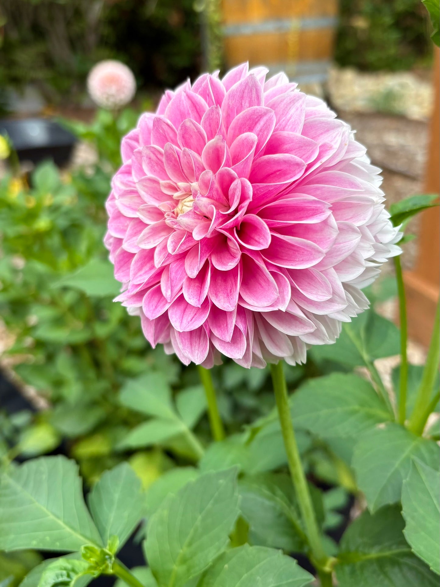 Marshmallow Baby Rooted Cutting - LOCAL PICK UP ONLY