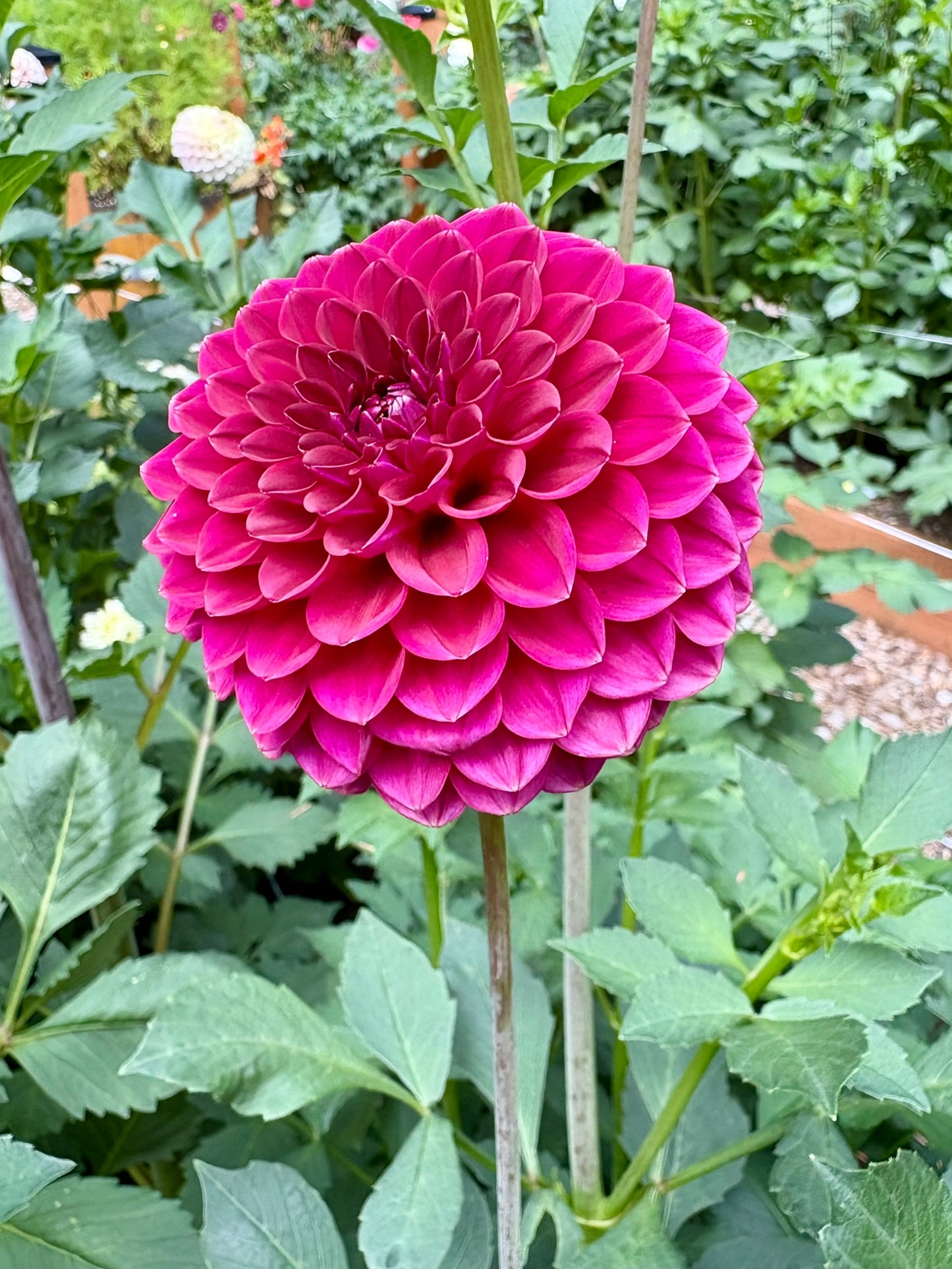 Kennedy Hill Luigi Rooted Cutting - LOCAL PICK UP ONLY