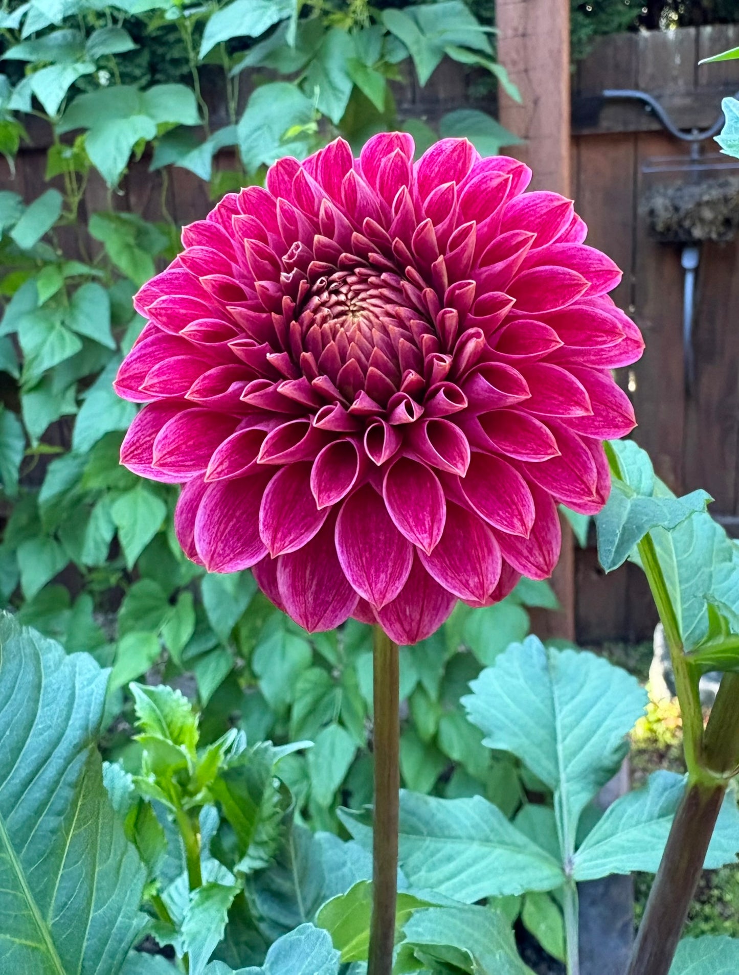 KA's® Rosie Jo Rooted Cutting - LOCAL PICK UP ONLY