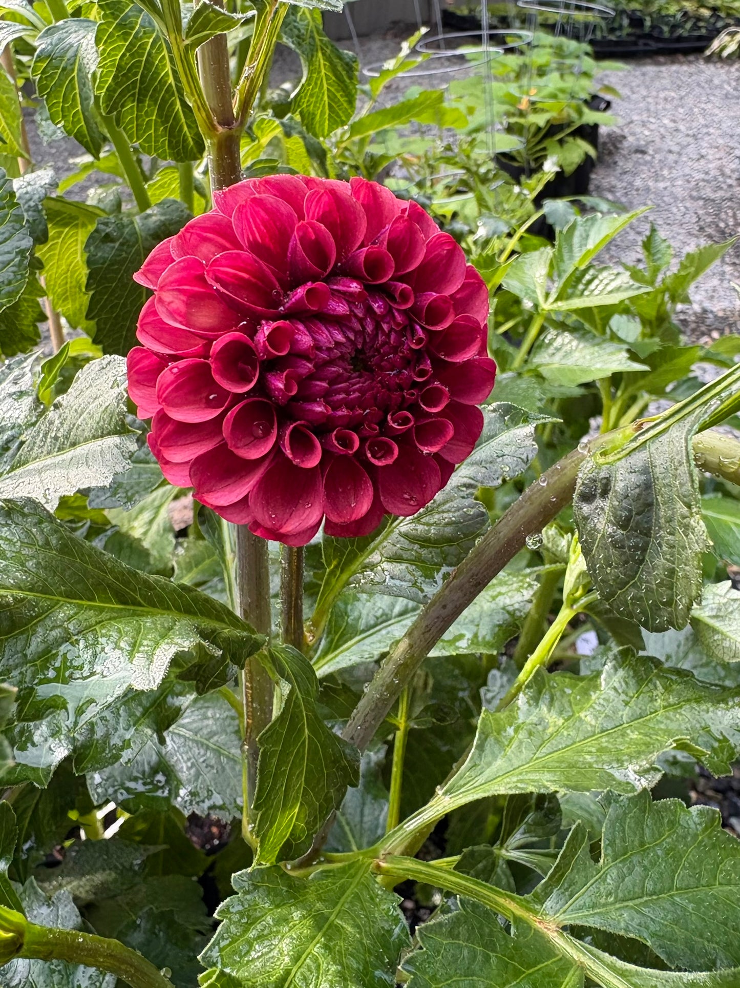 Mission Gypsy Rooted Cutting - LOCAL PICK UP ONLY