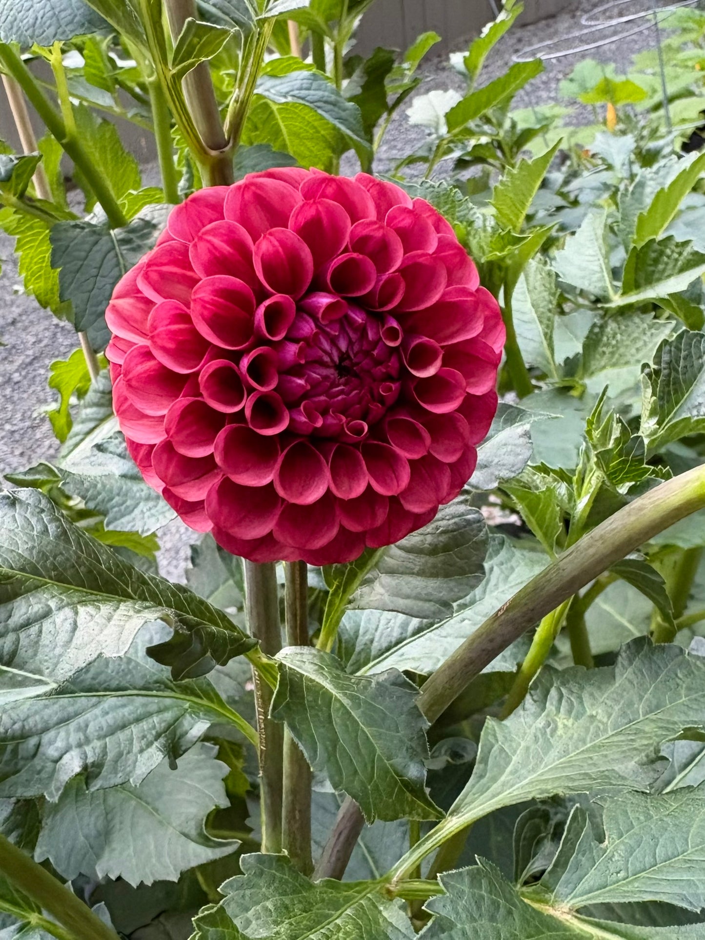 Mission Gypsy Rooted Cutting - LOCAL PICK UP ONLY