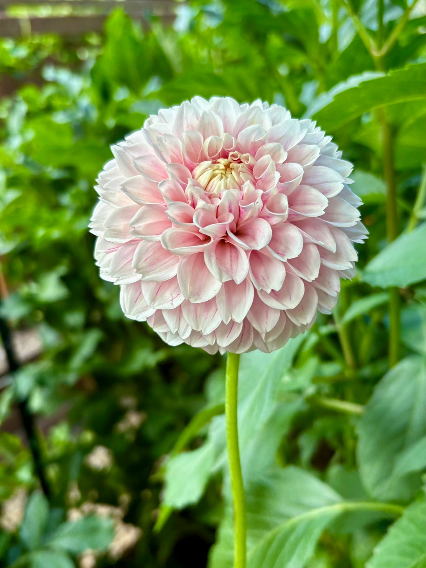 Marshmallow Baby Rooted Cutting - LOCAL PICK UP ONLY