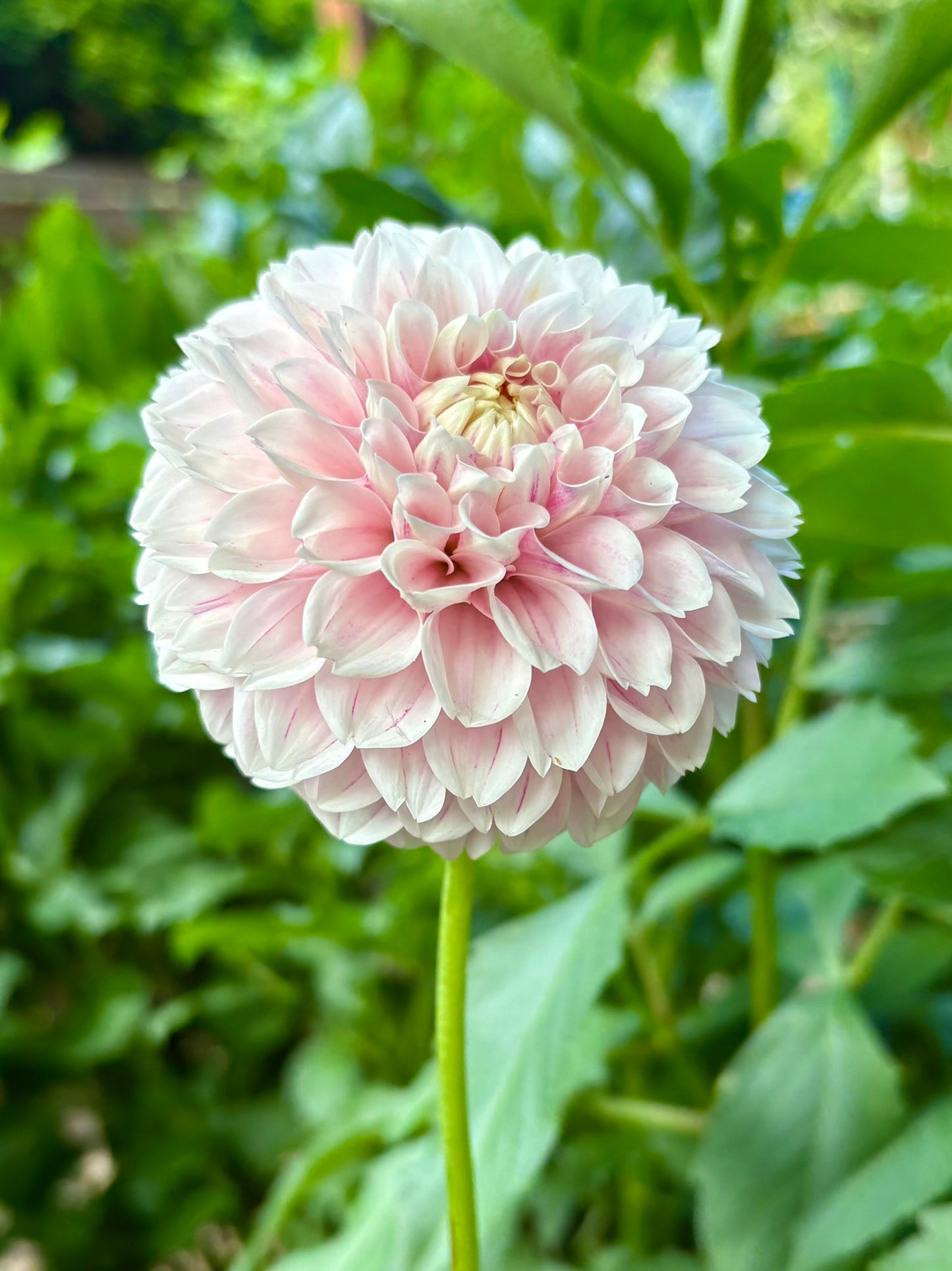 Marshmallow Baby Rooted Cutting - LOCAL PICK UP ONLY
