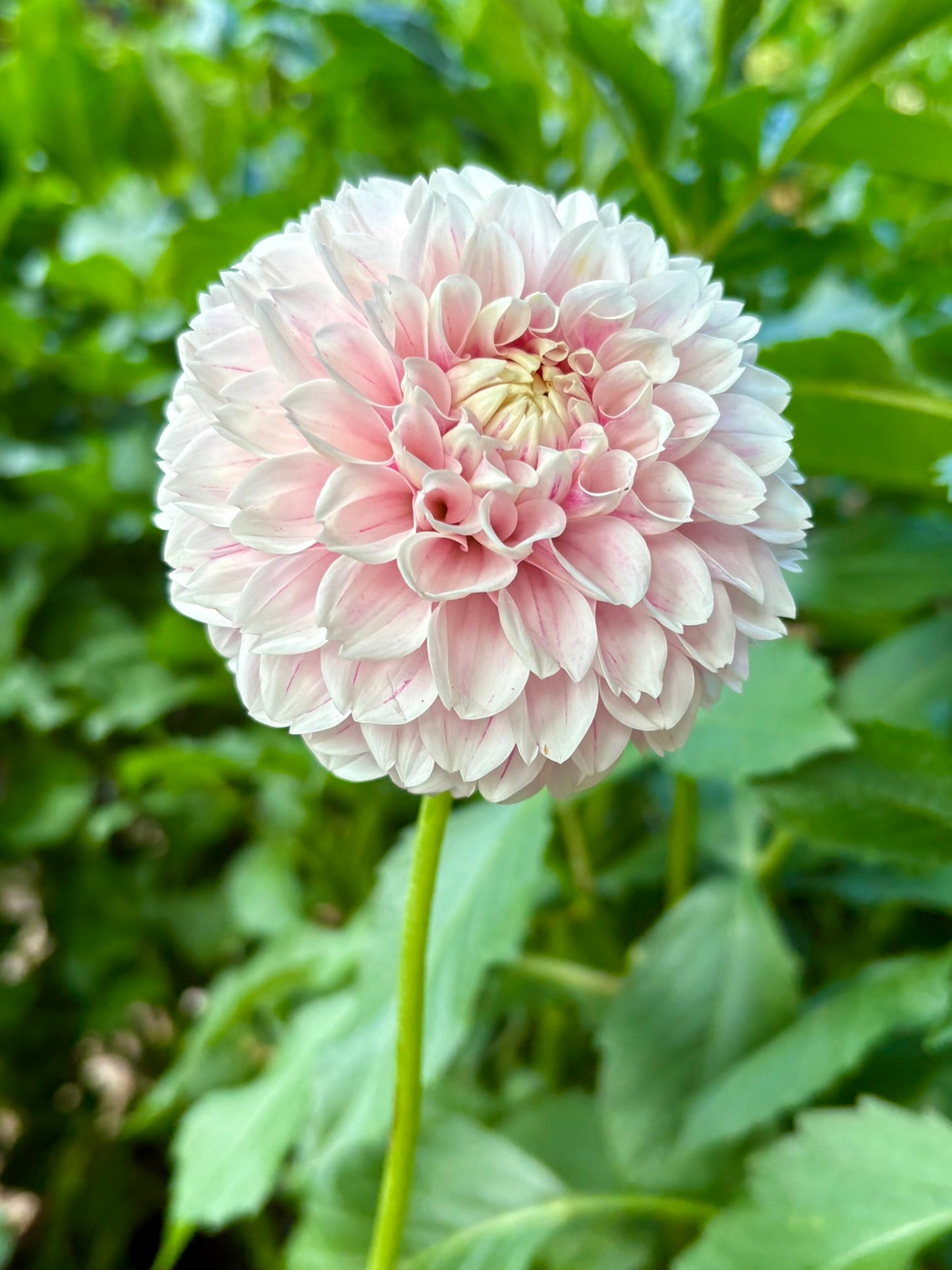 Marshmallow Baby Rooted Cutting - LOCAL PICK UP ONLY