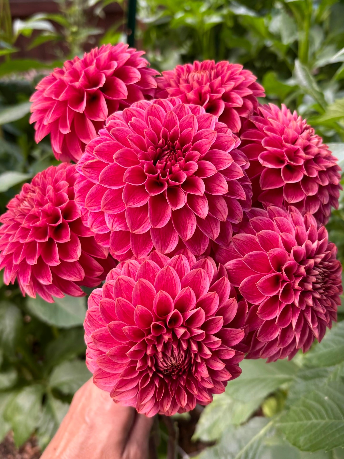 KA's® Rosie Jo Rooted Cutting - LOCAL PICK UP ONLY