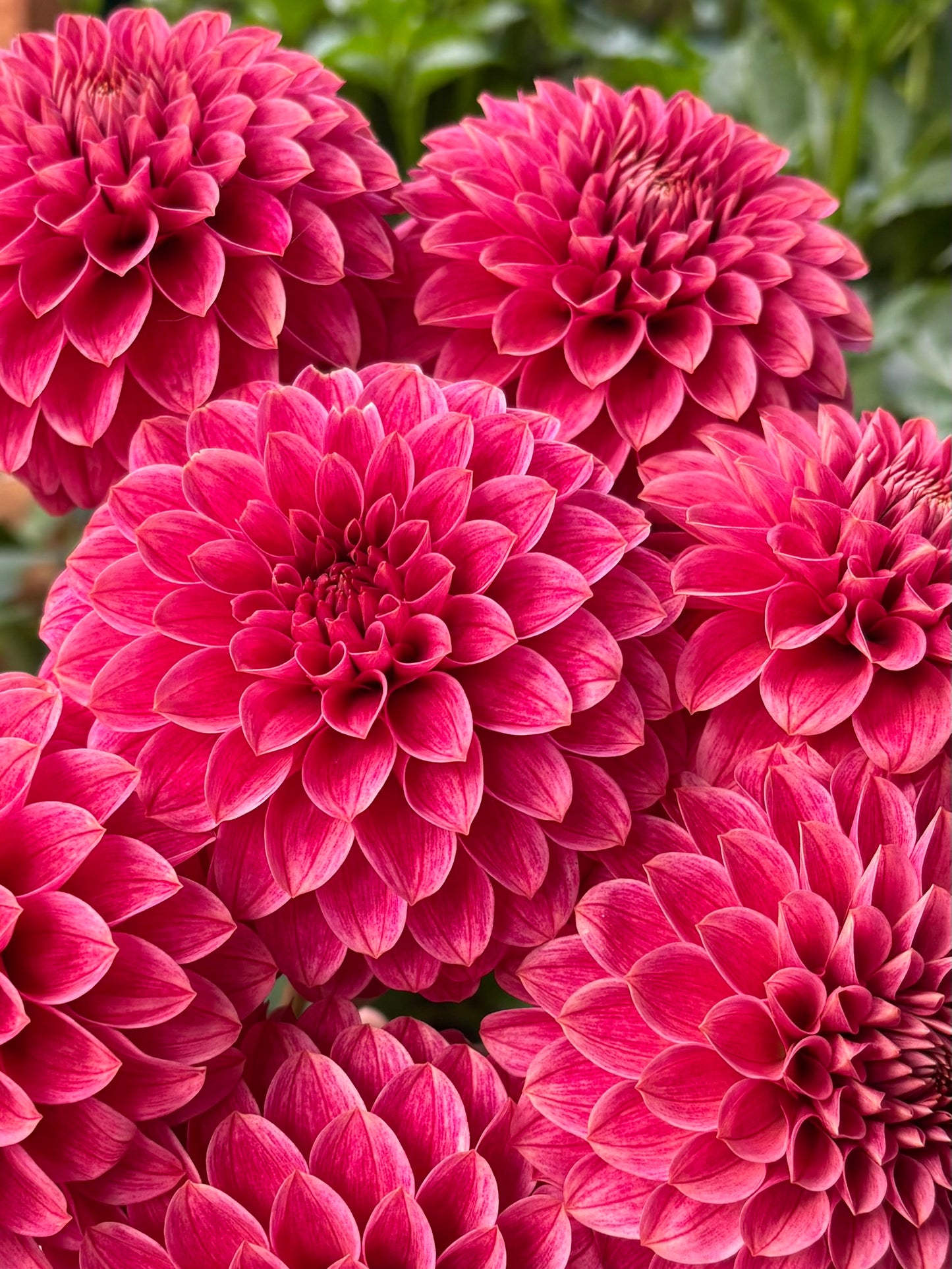 KA's® Rosie Jo Rooted Cutting - LOCAL PICK UP ONLY