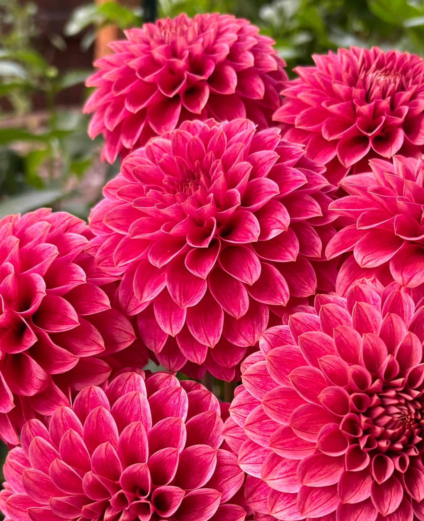 KA's® Rosie Jo Rooted Cutting - LOCAL PICK UP ONLY