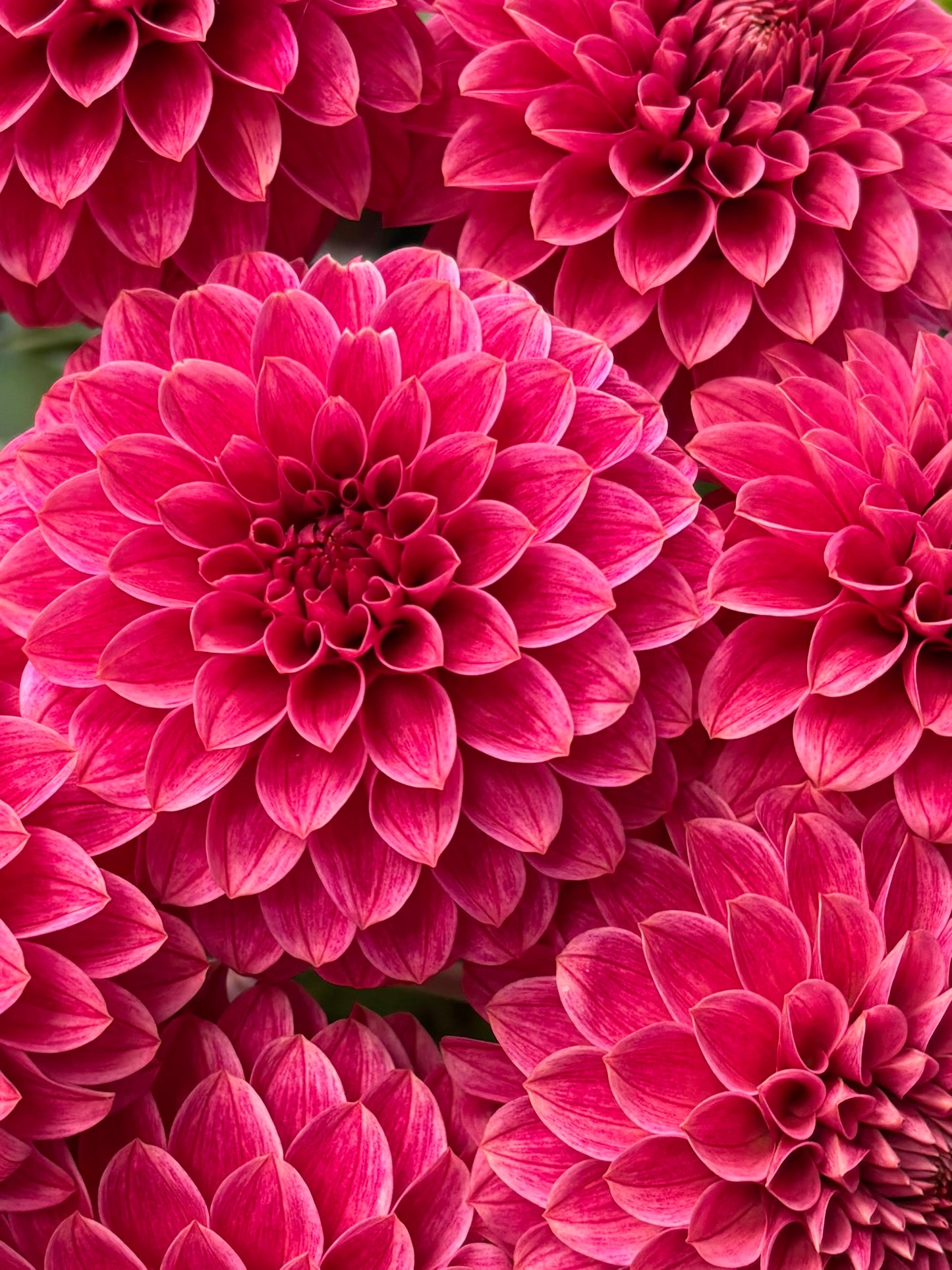 KA's® Rosie Jo Rooted Cutting - LOCAL PICK UP ONLY