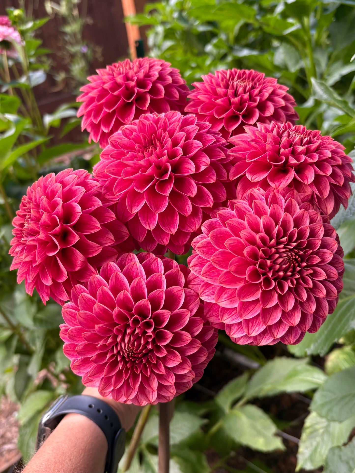 KA's® Rosie Jo Rooted Cutting - LOCAL PICK UP ONLY