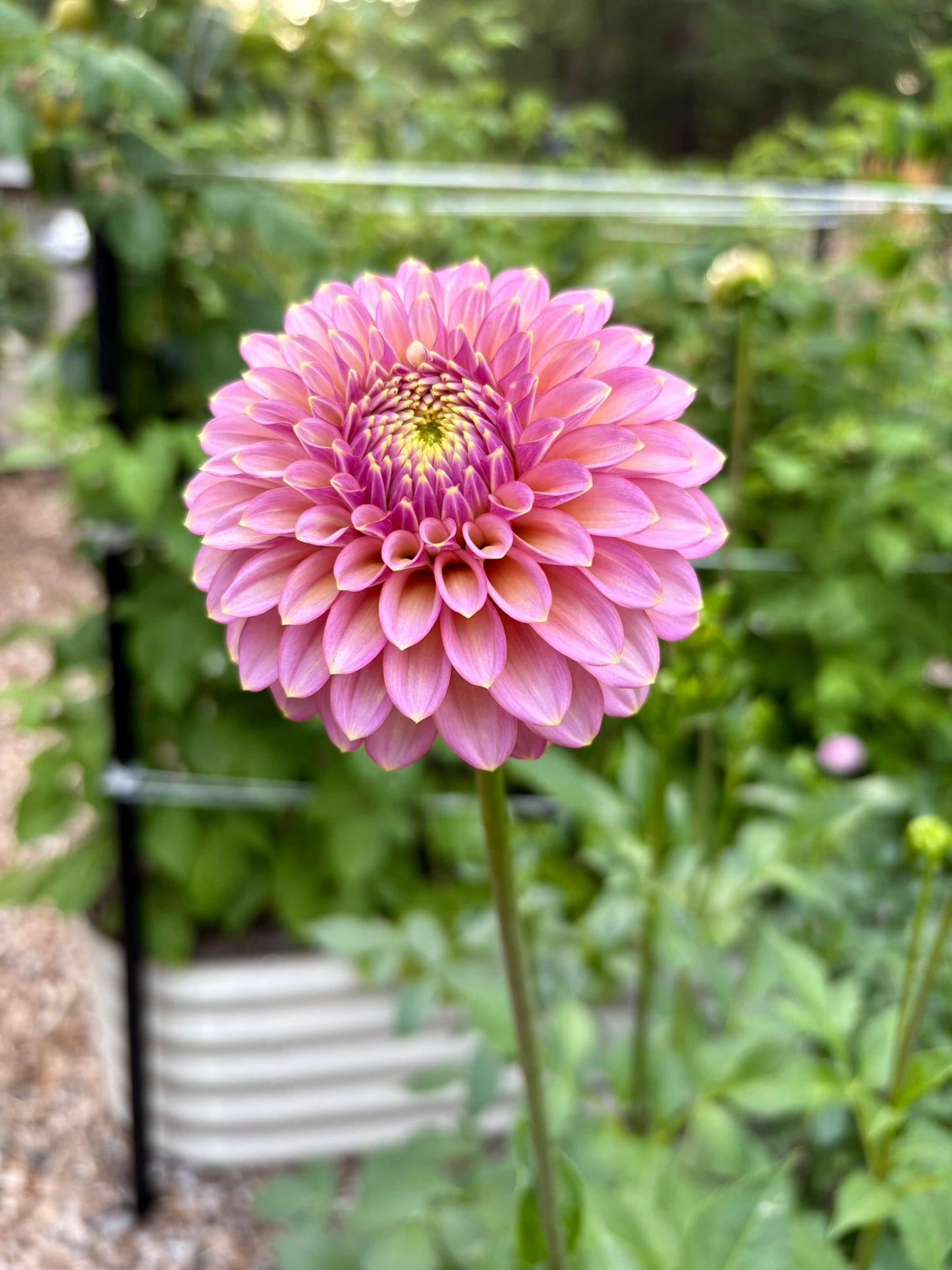 Skipley Spot of Gold