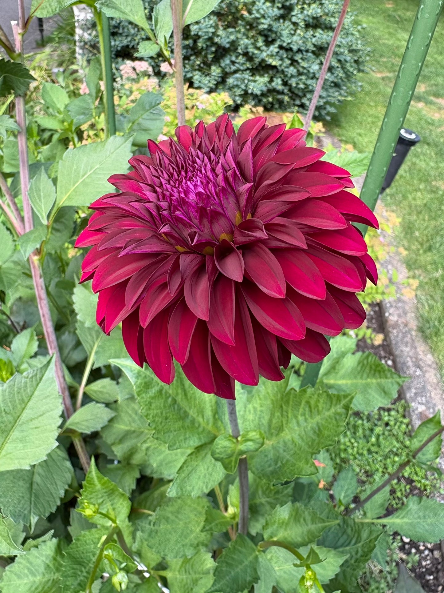 Woodlands Merinda Rooted Cutting - LOCAL PICK UP ONLY