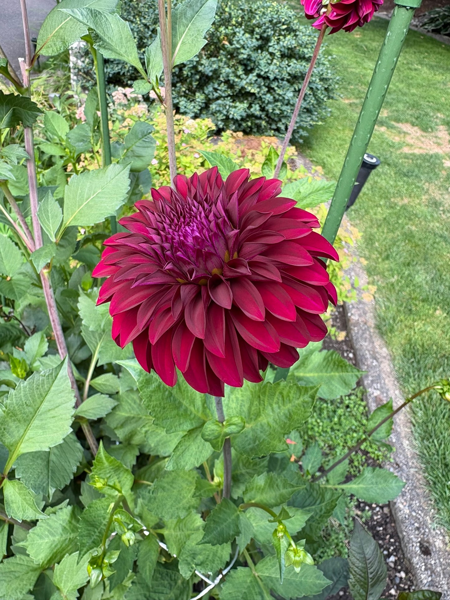 Woodlands Merinda Rooted Cutting - LOCAL PICK UP ONLY