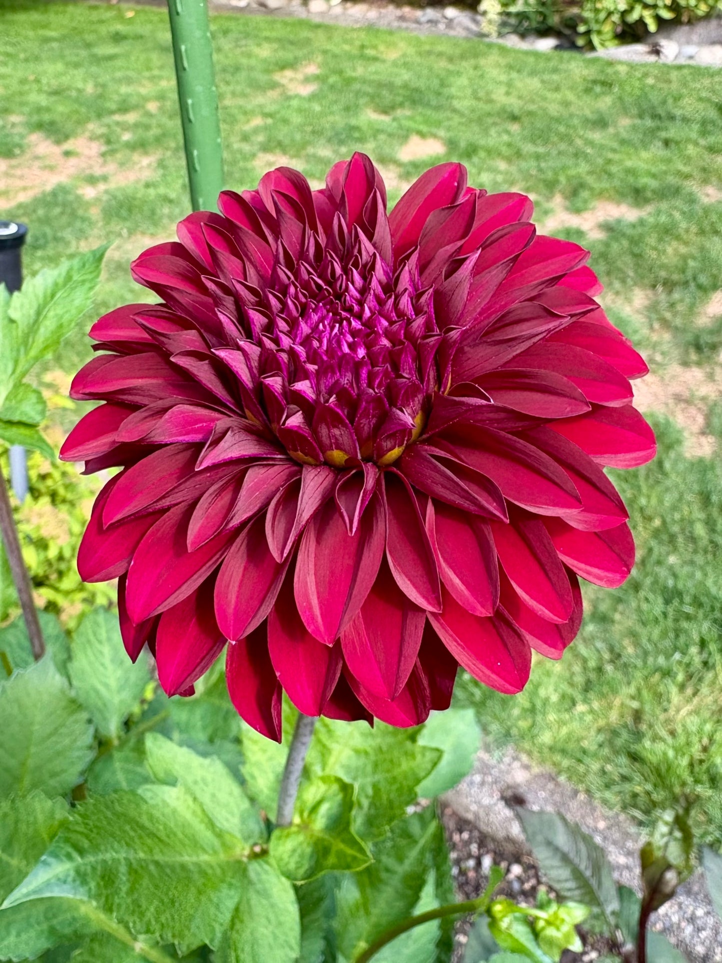 Woodlands Merinda Rooted Cutting - LOCAL PICK UP ONLY