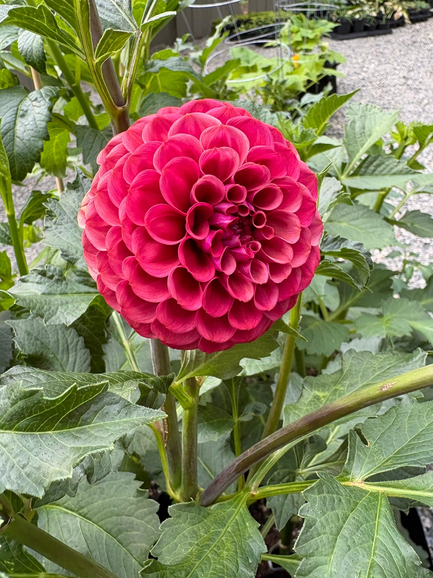 Mission Gypsy Rooted Cutting - LOCAL PICK UP ONLY