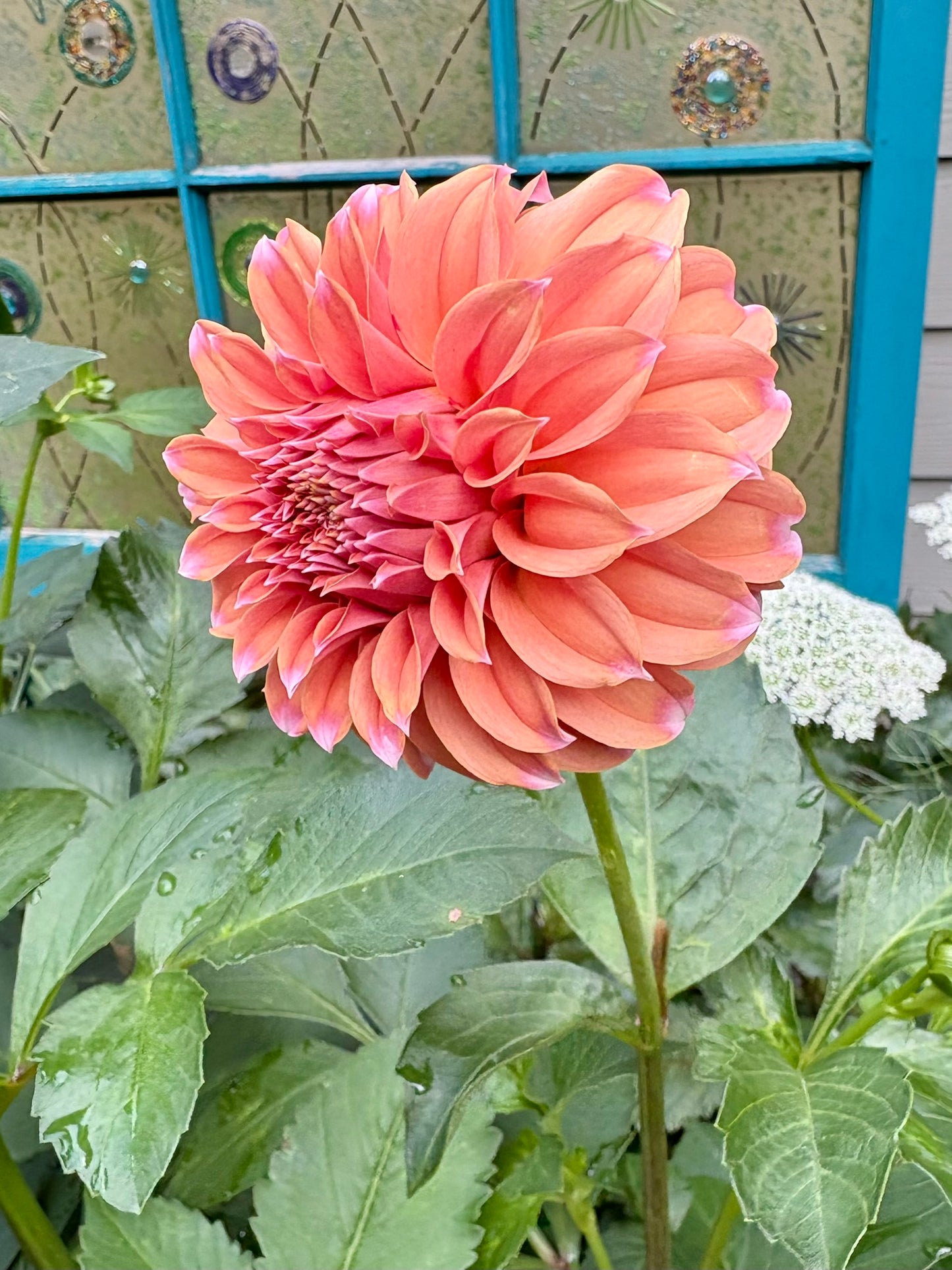 Peaches N Cream Solid Rooted Cutting - LOCAL PICK UP ONLY