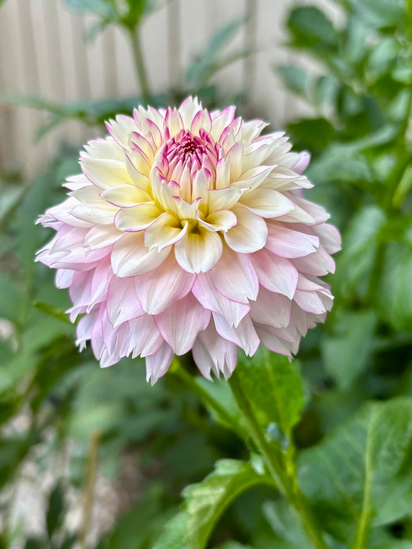 Hollyhill Pinkie Rooted Cutting - LOCAL PICK UP ONLY