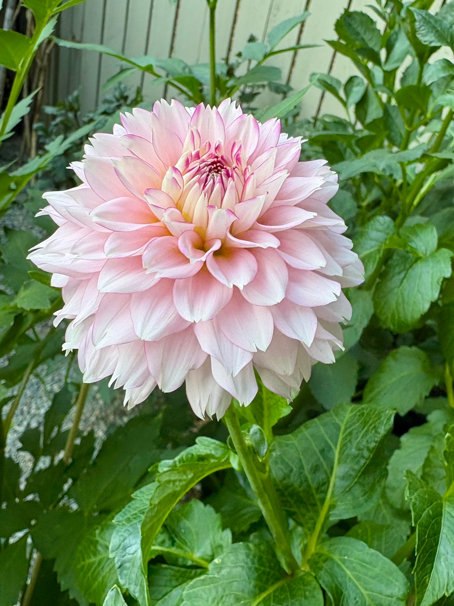 Hollyhill Pinkie Rooted Cutting - LOCAL PICK UP ONLY