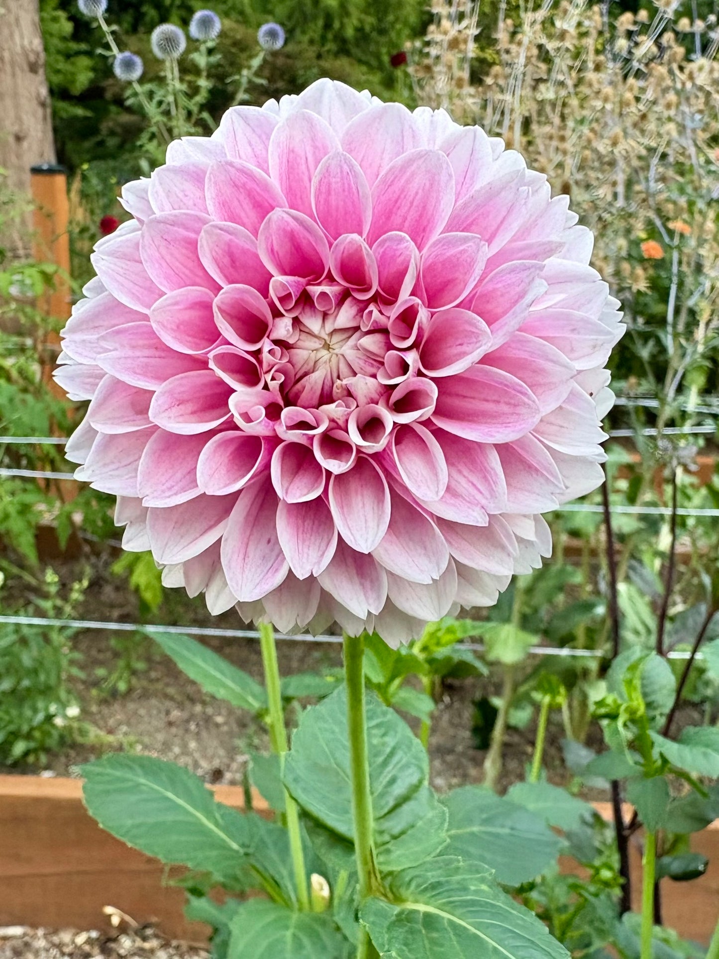 Marshmallow Baby Rooted Cutting - LOCAL PICK UP ONLY