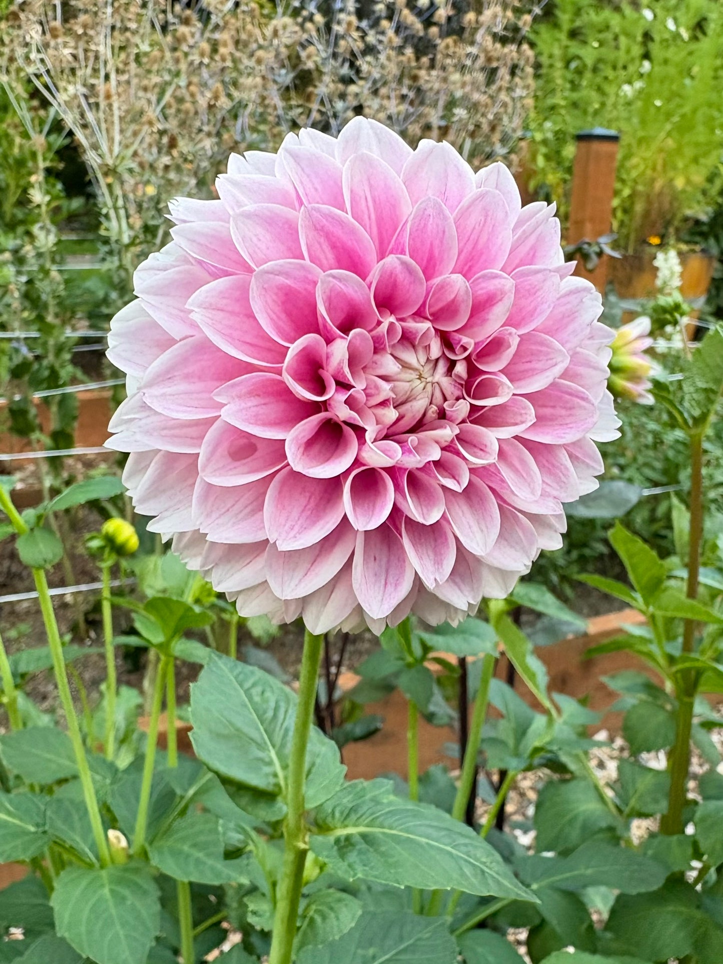 Marshmallow Baby Rooted Cutting - LOCAL PICK UP ONLY