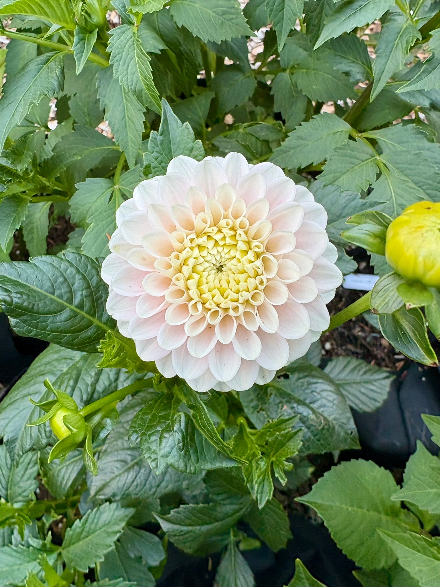 White Wizard Rooted Cutting - LOCAL PICK UP ONLY