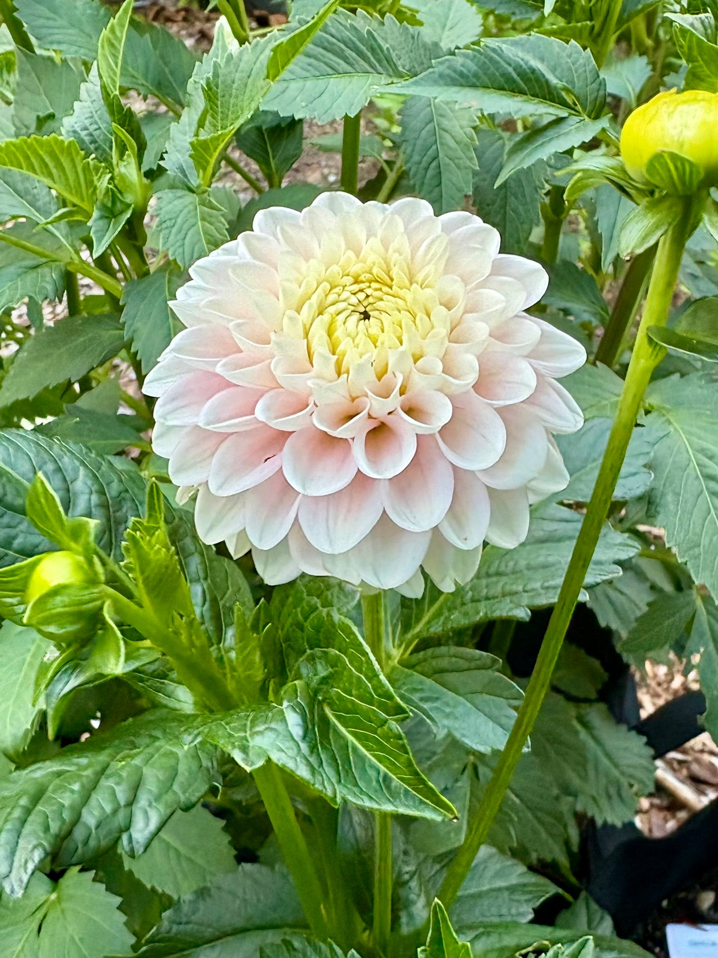 White Wizard Rooted Cutting - LOCAL PICK UP ONLY