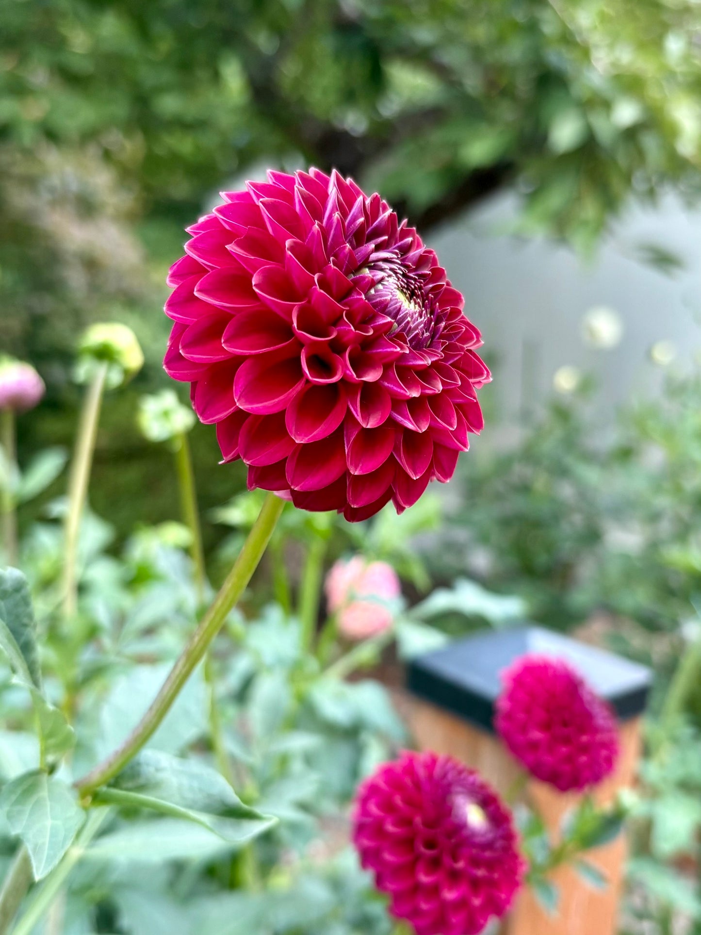 Kennedy Hill Luigi Rooted Cutting - LOCAL PICK UP ONLY