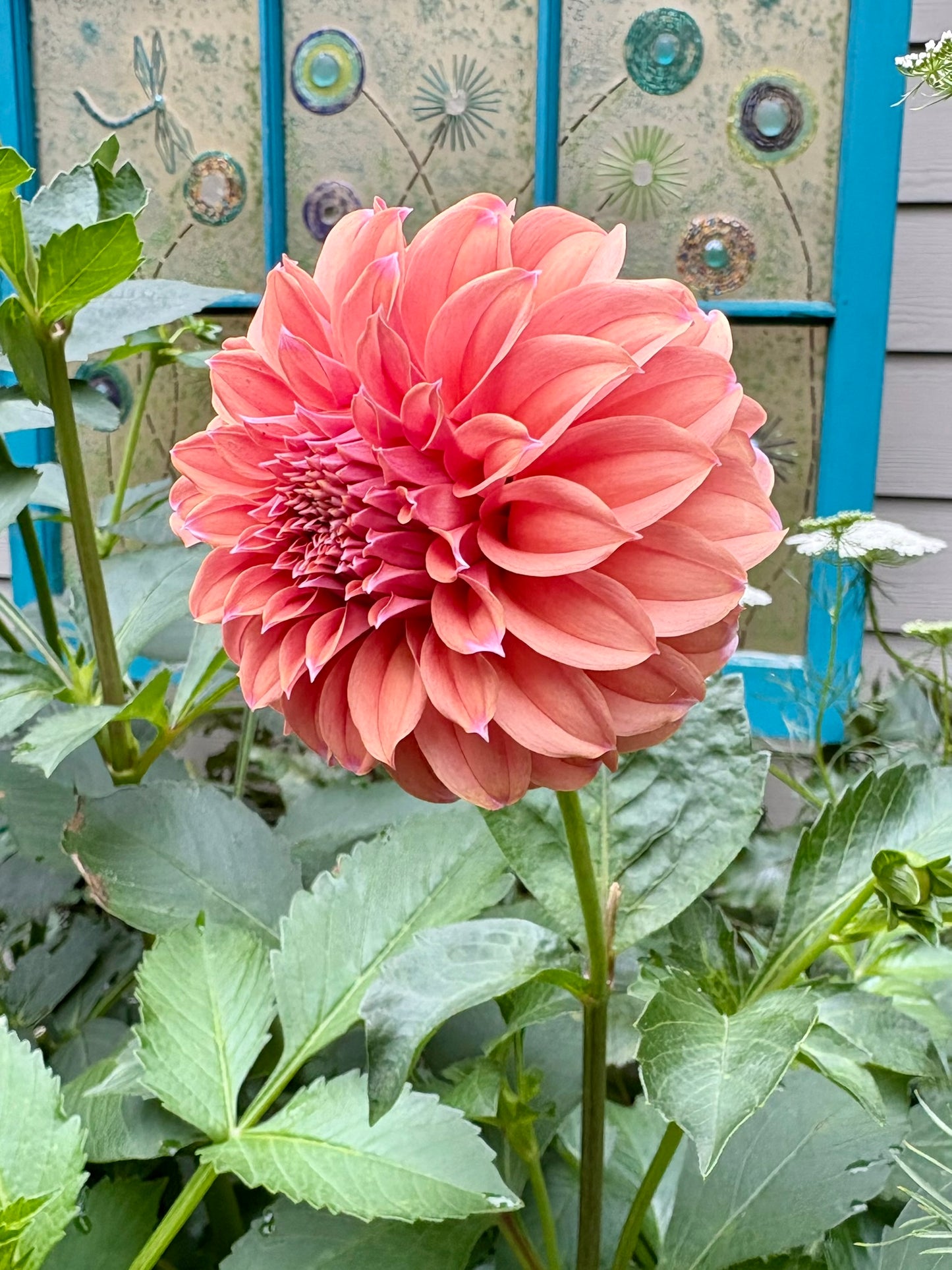 Peaches N Cream Solid Rooted Cutting - LOCAL PICK UP ONLY