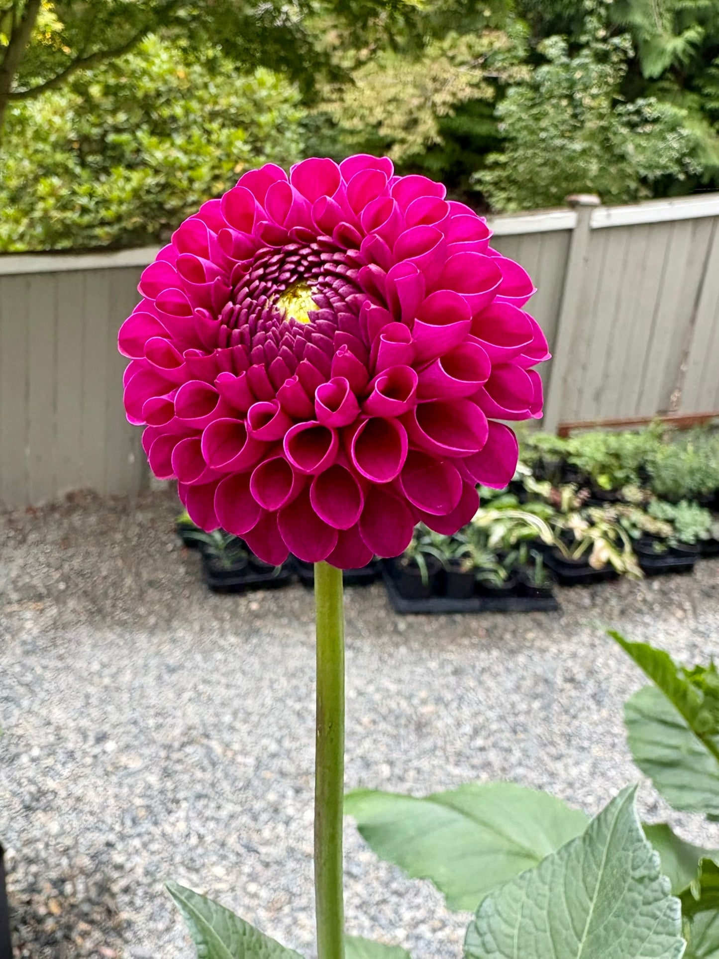 Bloomquist Refreshing Rooted Cutting - LOCAL PICK UP ONLY