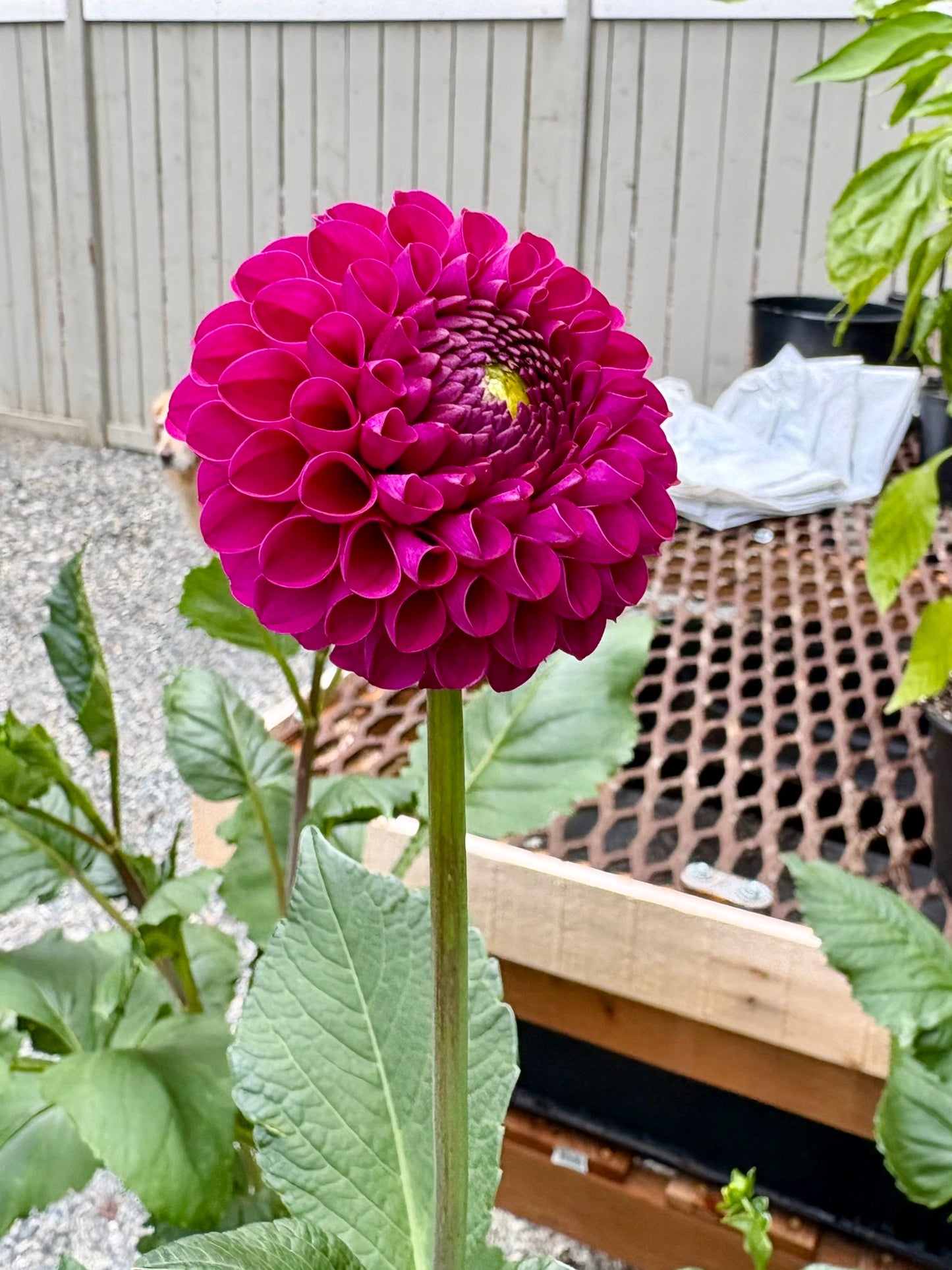 Bloomquist Refreshing Rooted Cutting - LOCAL PICK UP ONLY