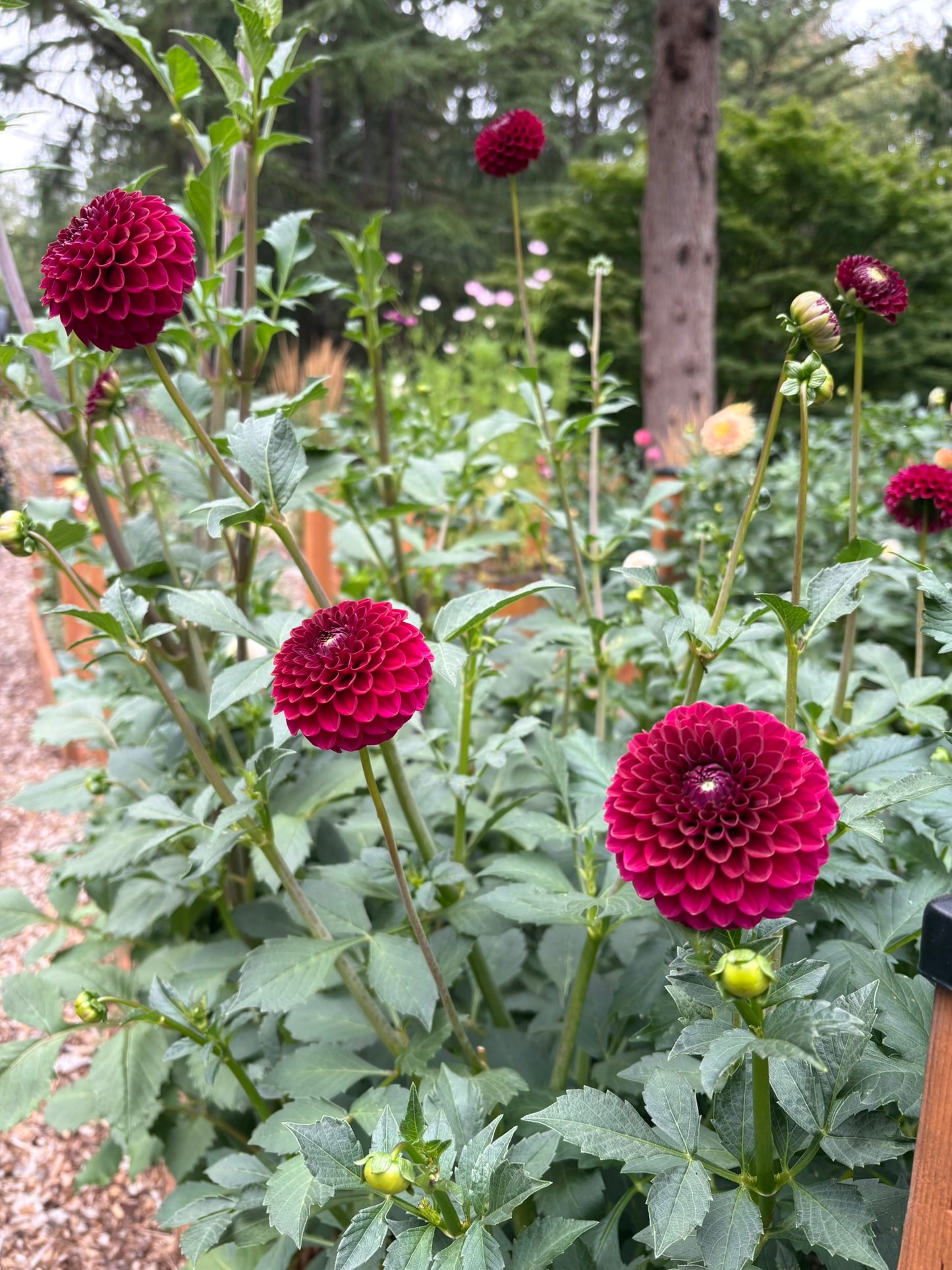 Kennedy Hill Luigi Rooted Cutting - LOCAL PICK UP ONLY