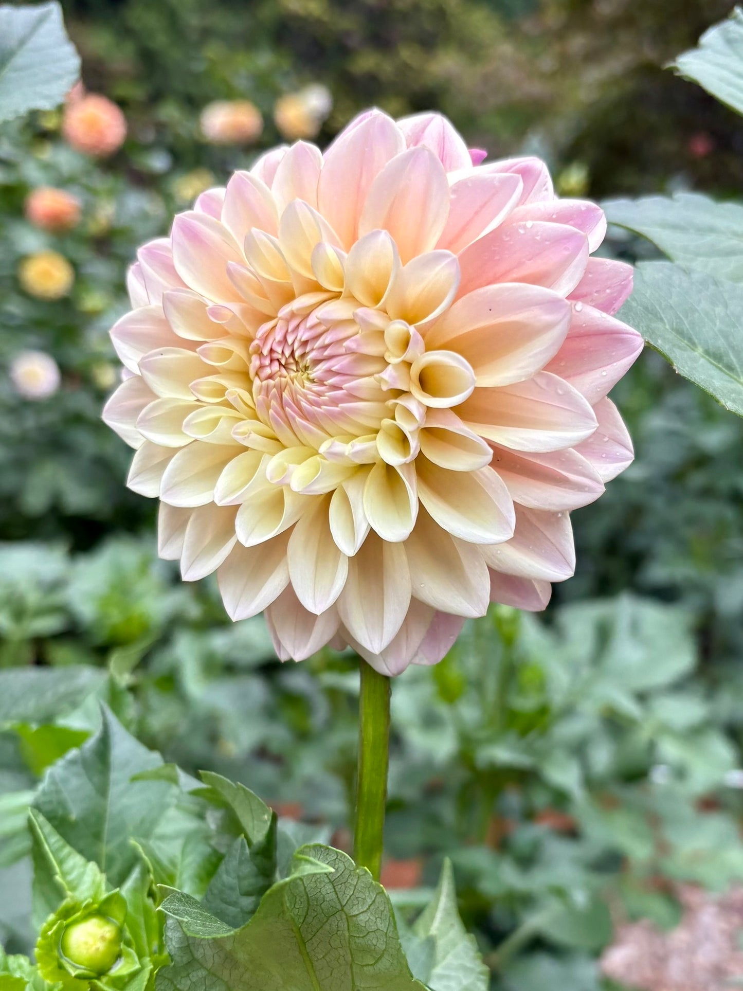 Mix Up 1:  Coralie & Caitlin's Joy