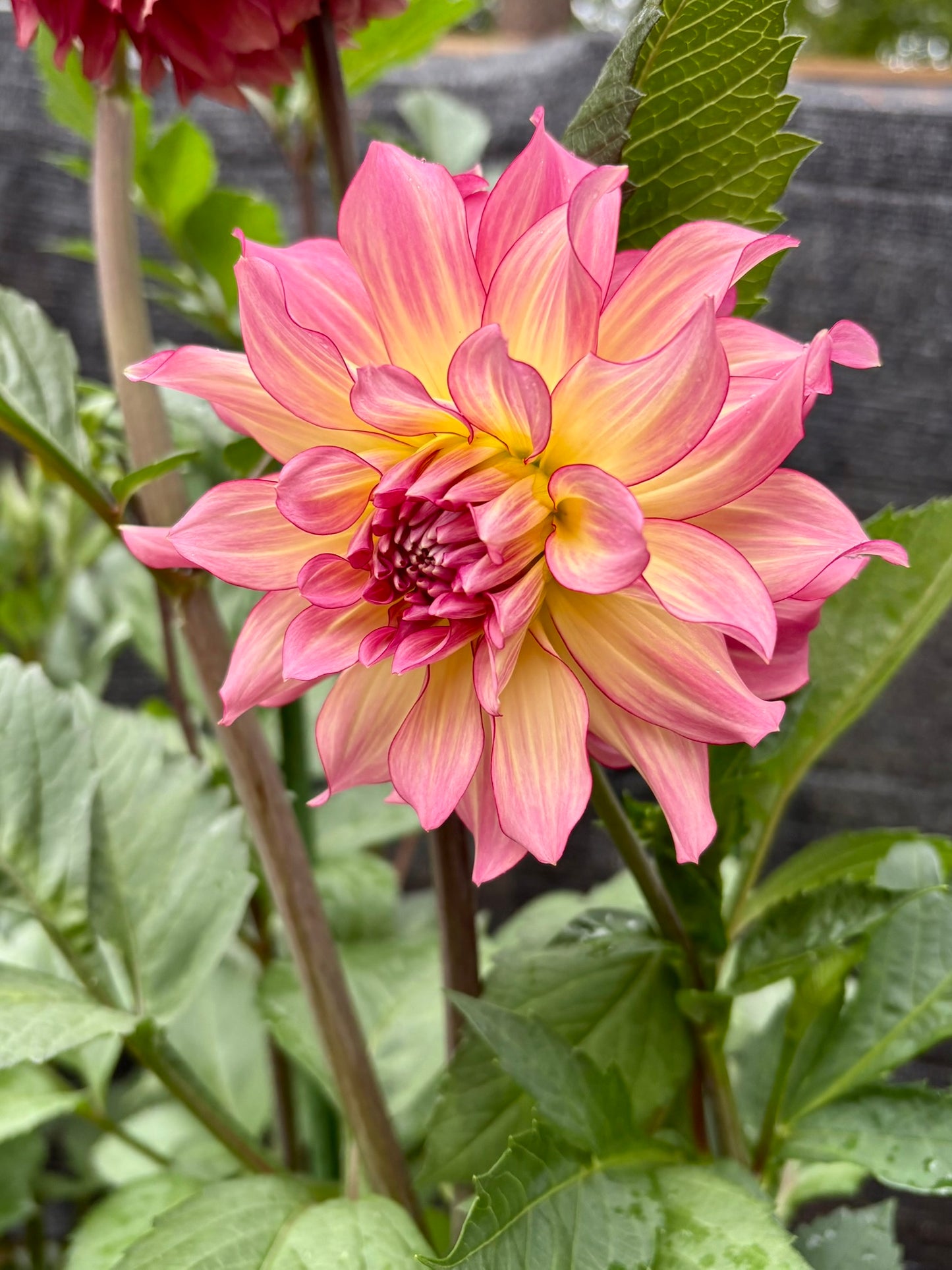 AC Twisp Rooted Cutting - LOCAL PICK UP ONLY