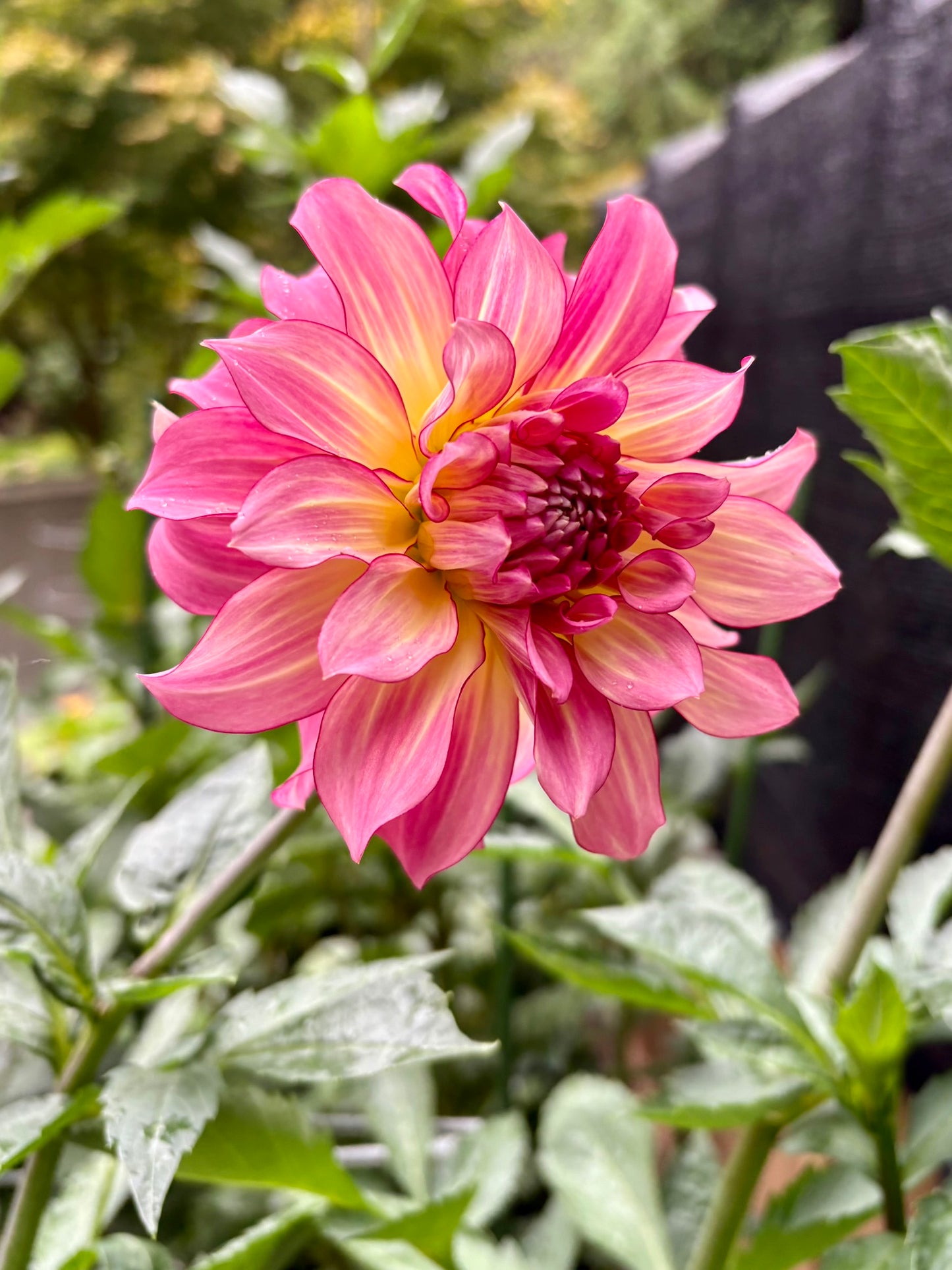 AC Twisp Rooted Cutting - LOCAL PICK UP ONLY