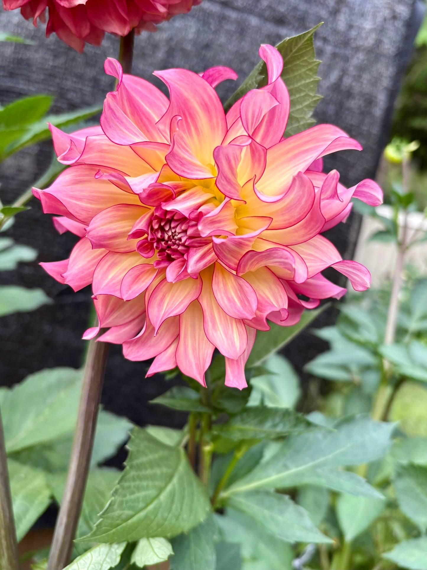 AC Twisp Rooted Cutting - LOCAL PICK UP ONLY