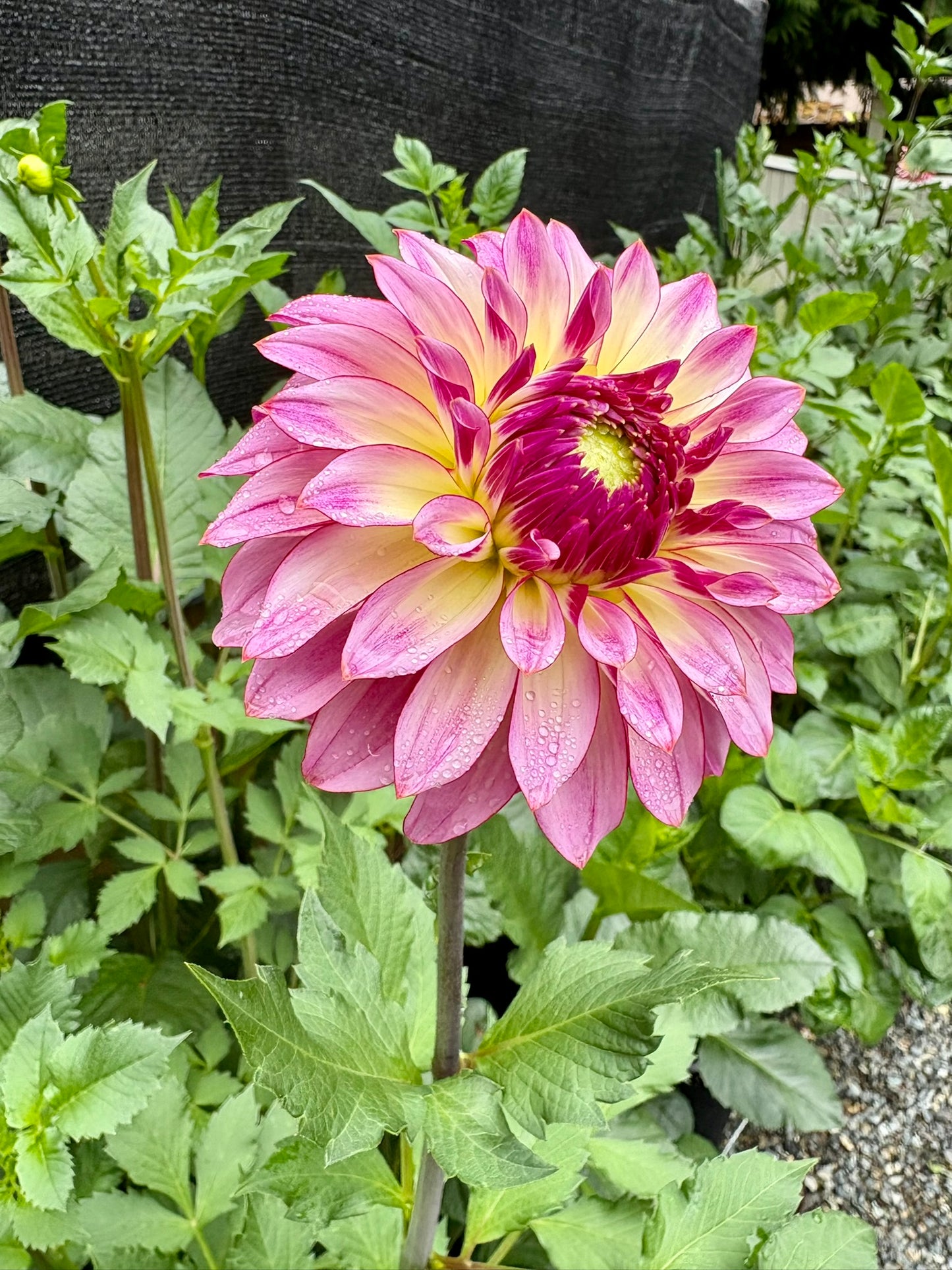 Bloomquist Jody Lynn