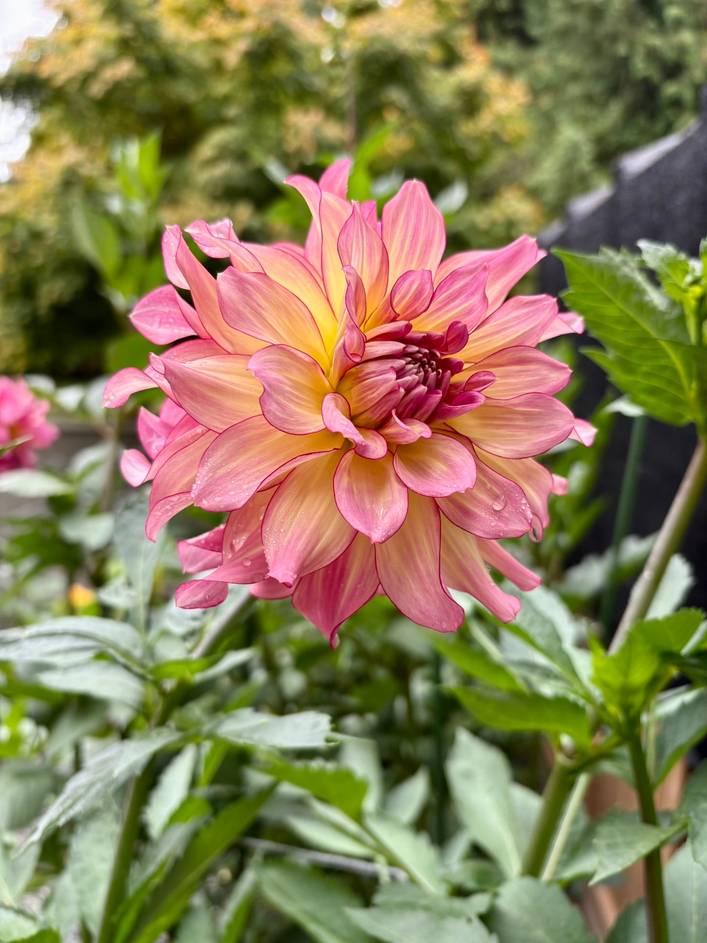 AC Twisp Rooted Cutting - LOCAL PICK UP ONLY