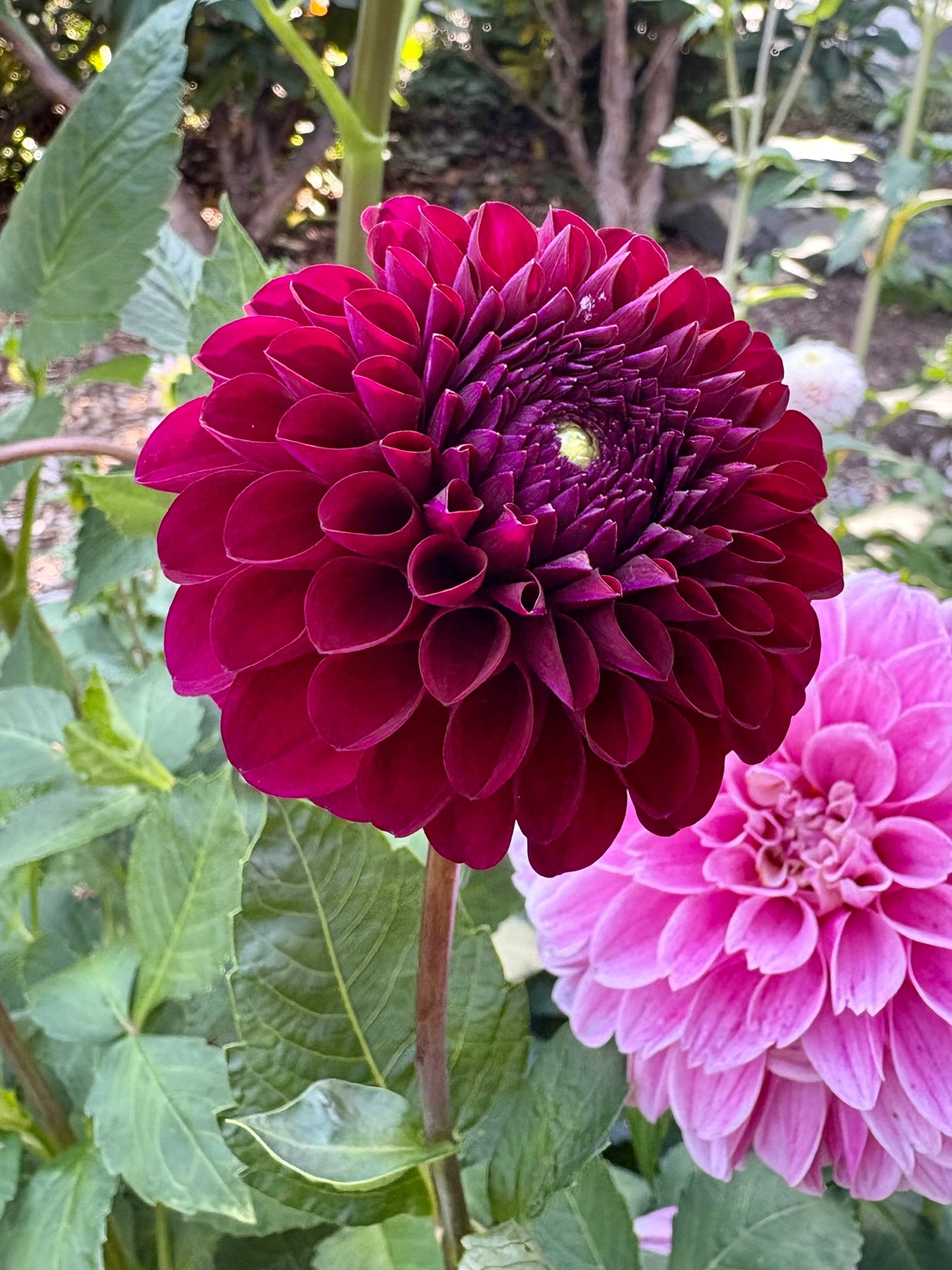 Chimacum Troy Rooted Cutting - LOCAL PICK UP ONLY