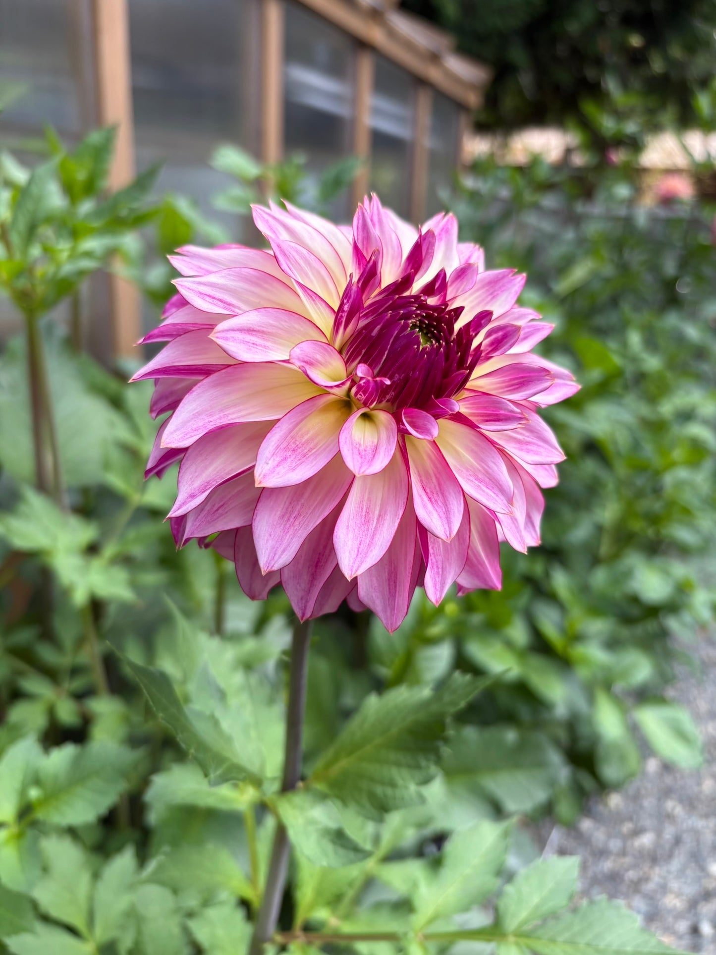 Bloomquist Jody Lynn