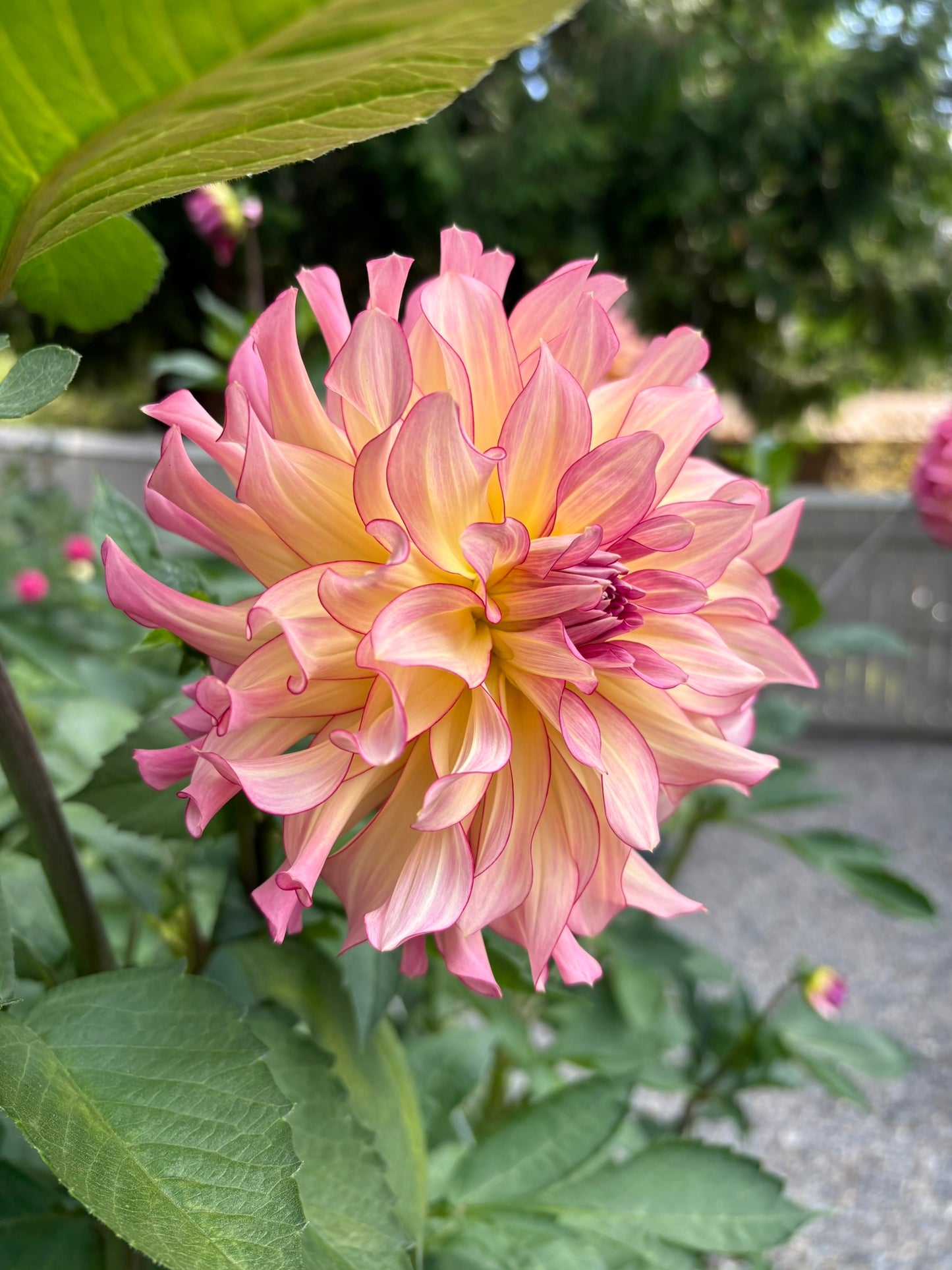 AC Twisp Rooted Cutting - LOCAL PICK UP ONLY