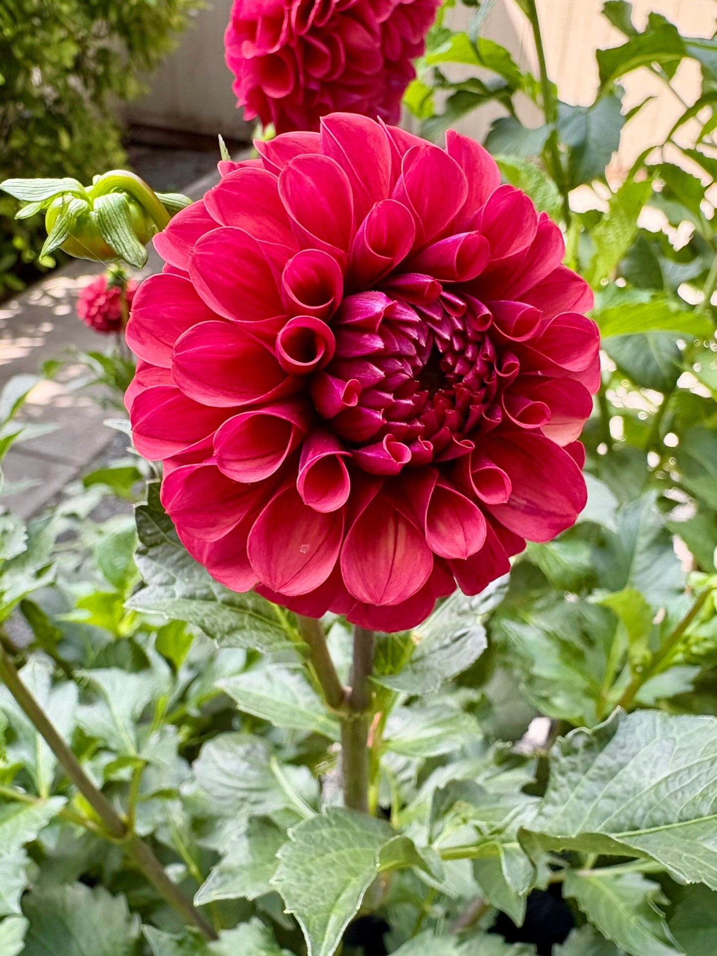 Mission Gypsy Rooted Cutting - LOCAL PICK UP ONLY