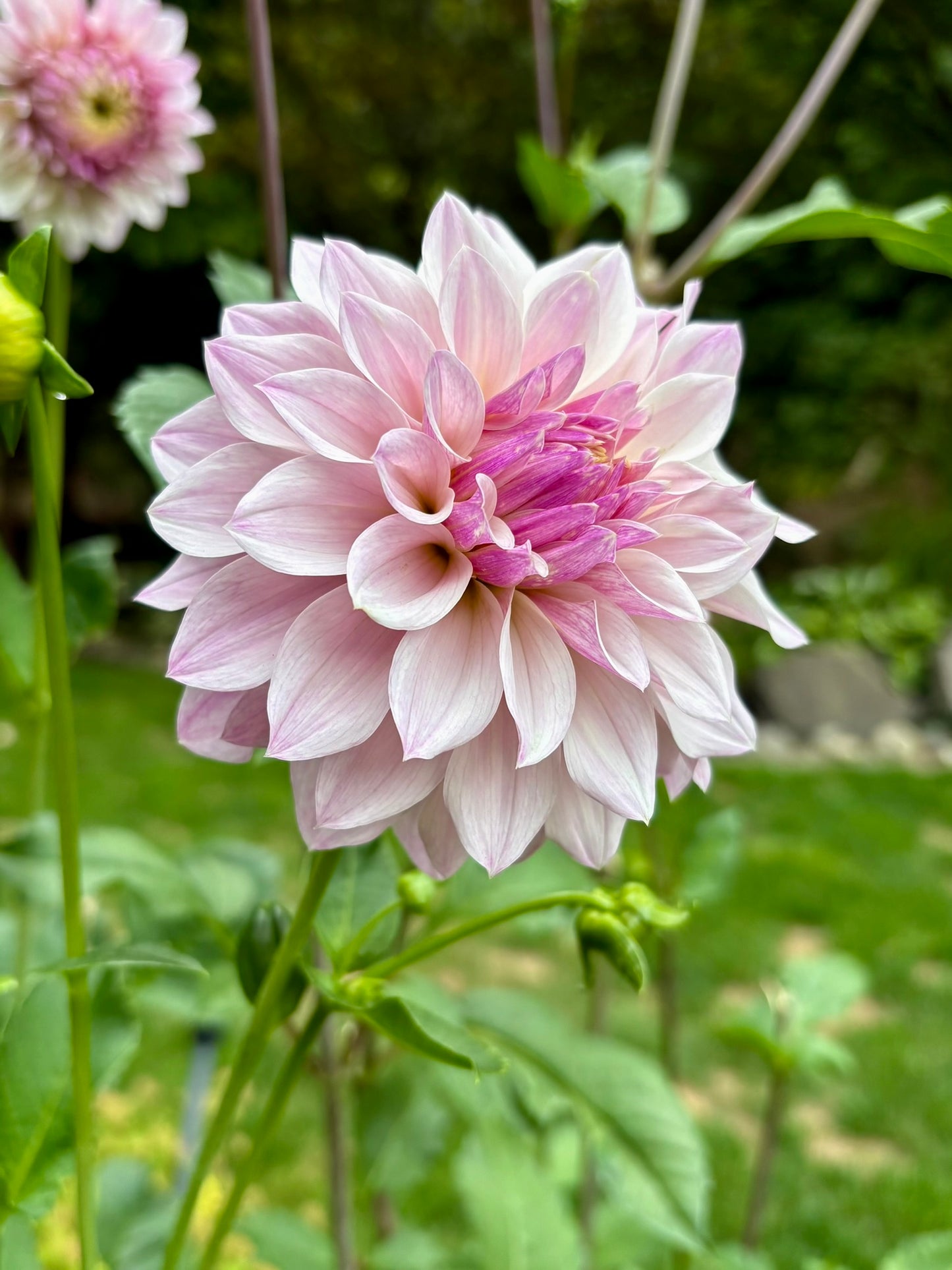 Bloomquist Compare Rooted Cutting - LOCAL PICK UP ONLY