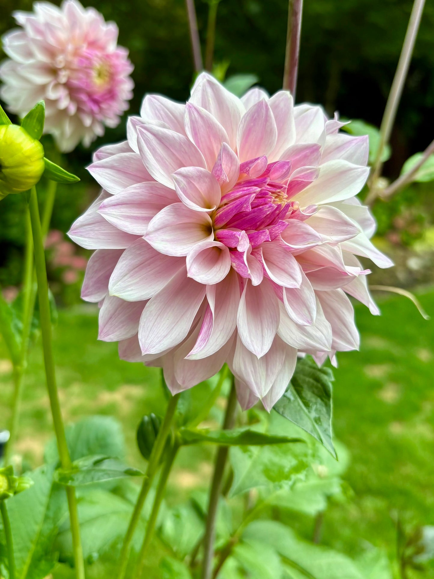 Bloomquist Compare Rooted Cutting - LOCAL PICK UP ONLY