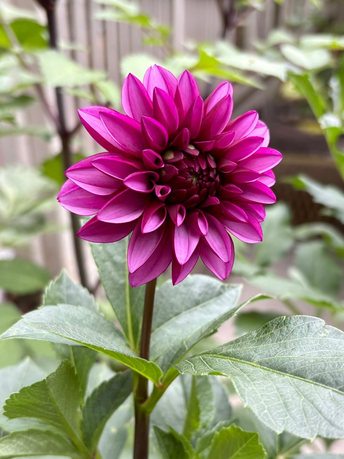 Versa Rooted Cutting - LOCAL PICK UP ONLY