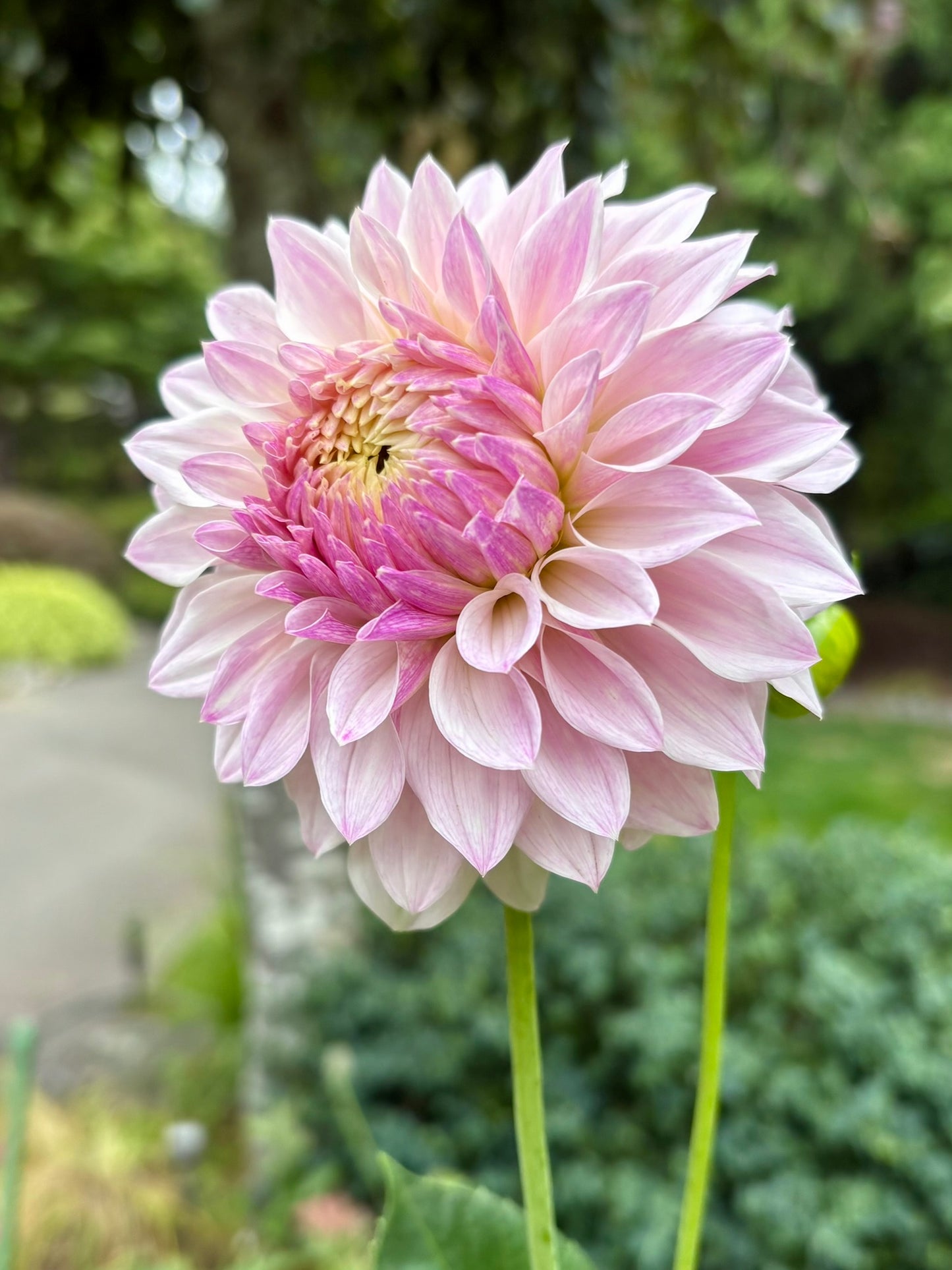 Bloomquist Compare Rooted Cutting - LOCAL PICK UP ONLY