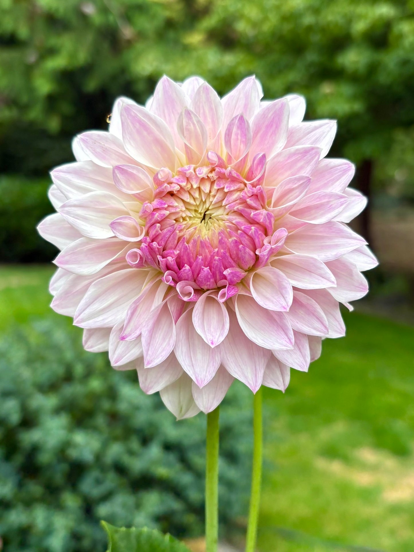 Bloomquist Compare Rooted Cutting - LOCAL PICK UP ONLY